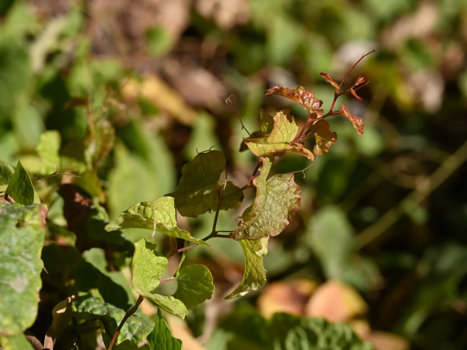 Coral Vine, Queen's Wreath (Antigonon Leptopus) — it flourishes in well-drained soil and is drought tolerant once established; ideal for adding, image 64