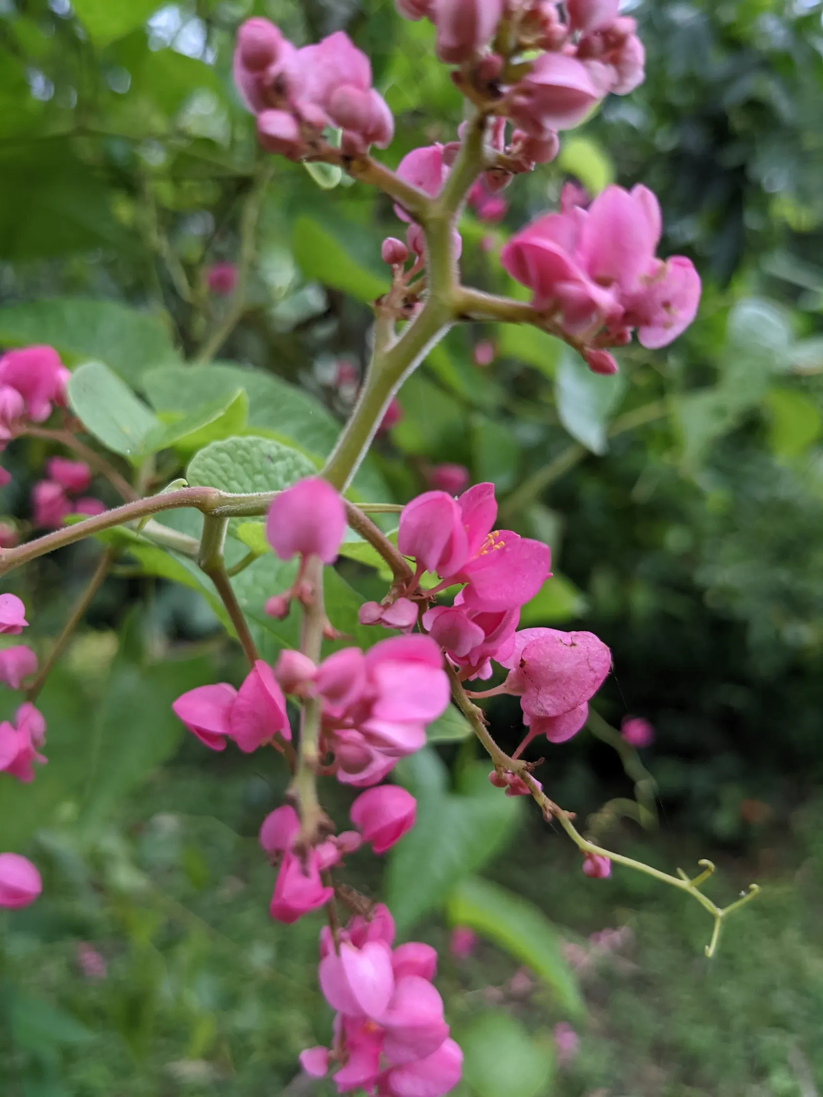 Coral Vine, Queen's Wreath (Antigonon Leptopus) — offering a lush backdrop for the chains of papery flowers