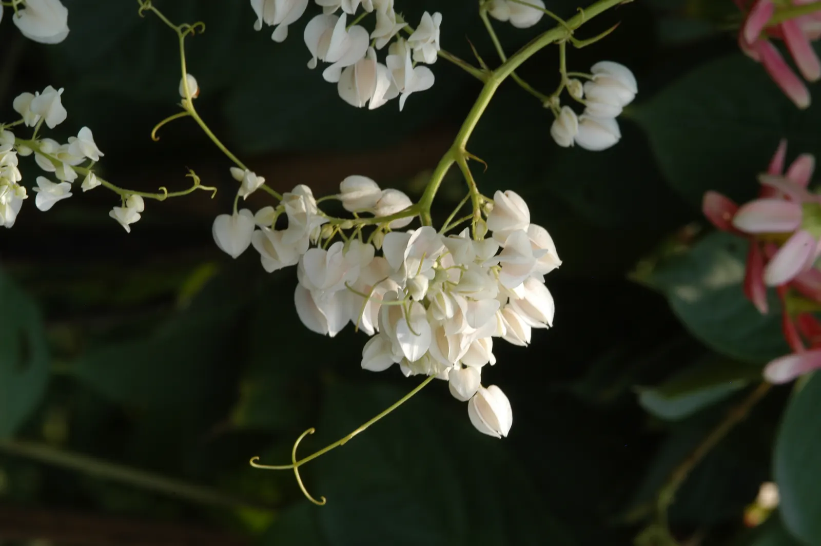 Coral Vine, Queen's Wreath (Antigonon Leptopus) — is a flowering perennial vine that produces a flamboyant display of vivid; also heralded as, image 87