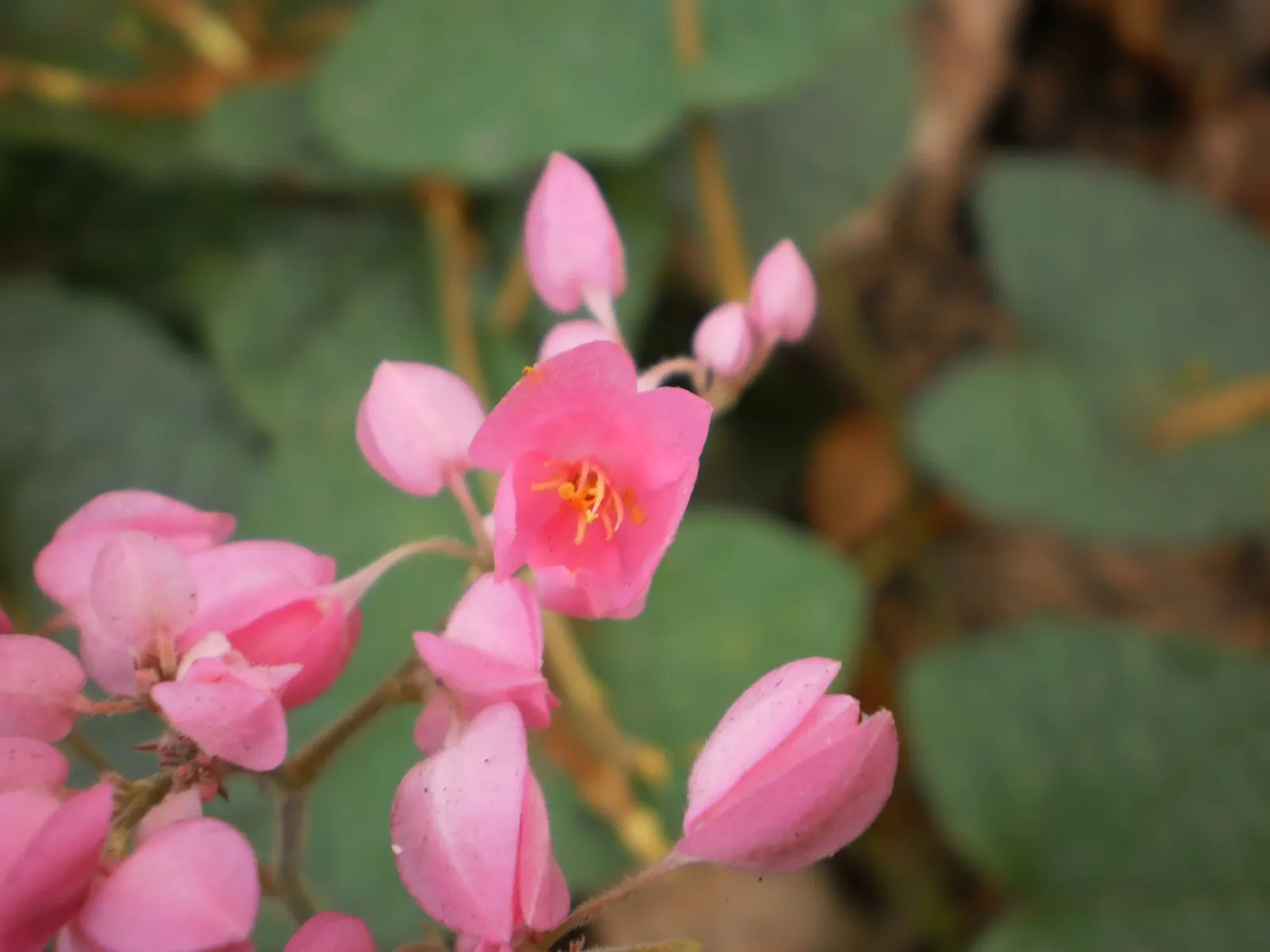 Coral Vine, Queen's Wreath (Antigonon Leptopus) — vine with pink blooms; <br><br>Its foliage consists of heart-shaped leaves that span roughly 2 to, image 79