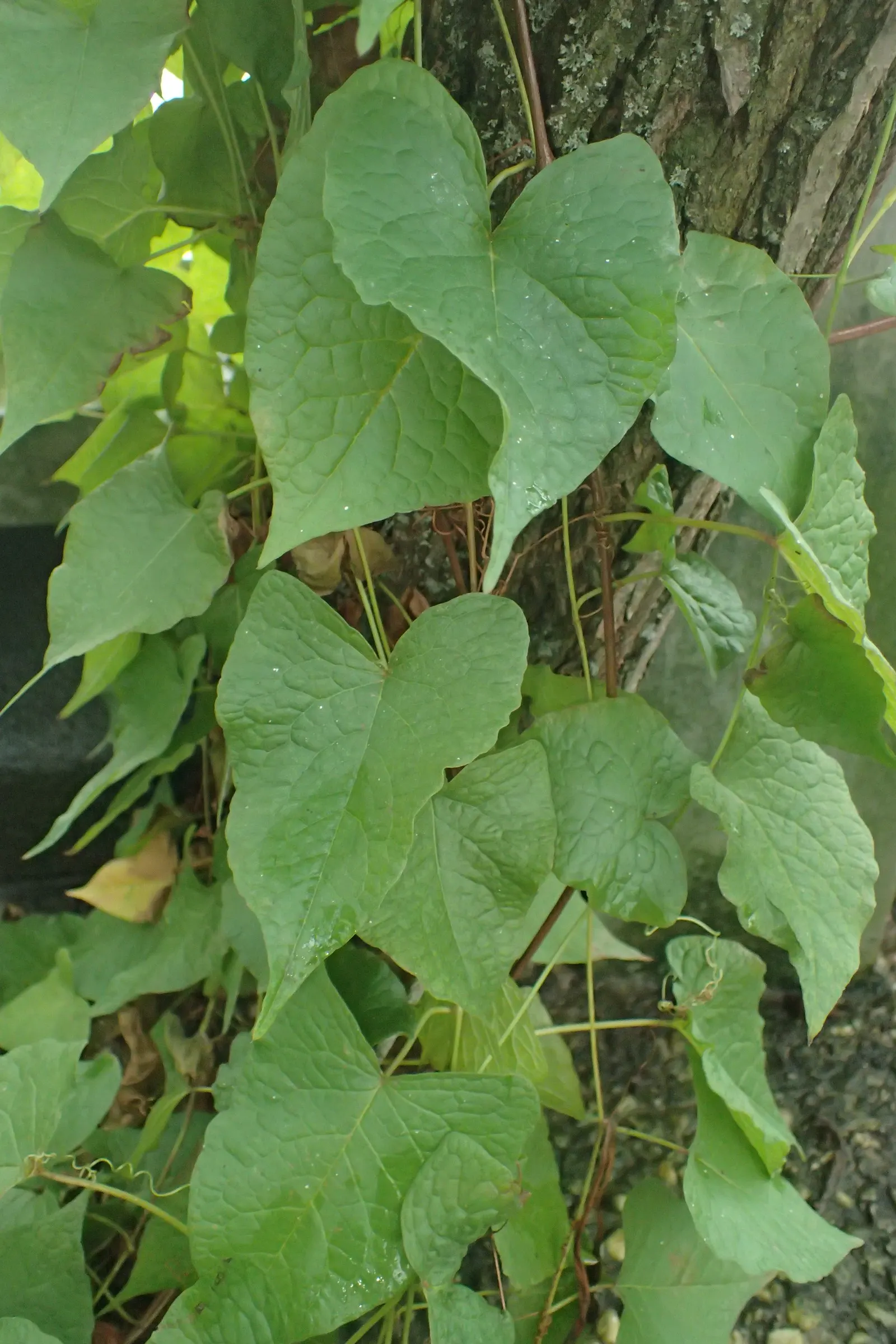 Coral Vine, Queen's Wreath (Antigonon Leptopus) — <br><br>Its foliage consists of heart-shaped leaves that span roughly 2 to 4 inches in width