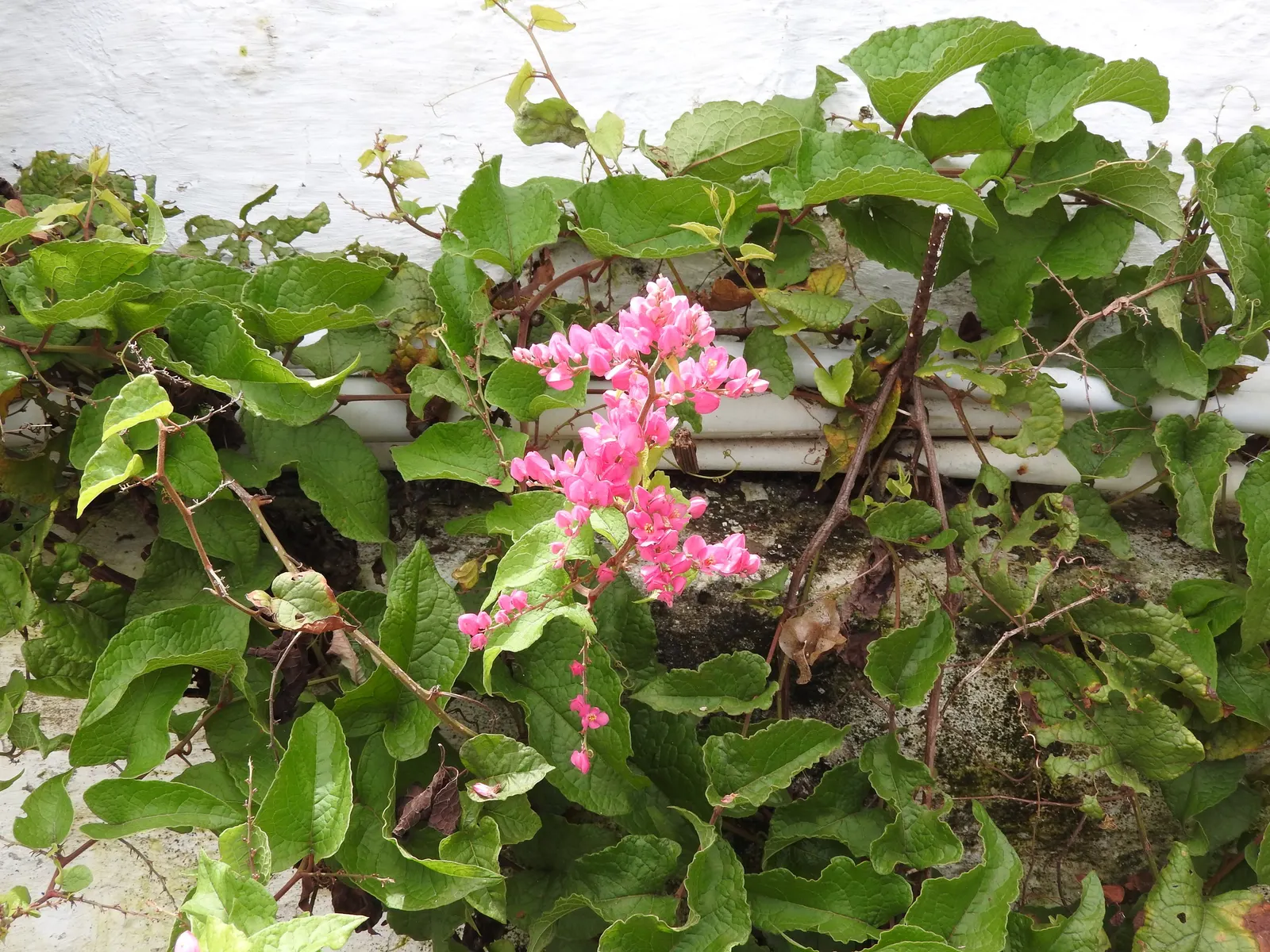 Coral Vine, Queen's Wreath (Antigonon Leptopus) — With its combination of striking color and resilience; with the ability to extend up to 40 feet, image 76