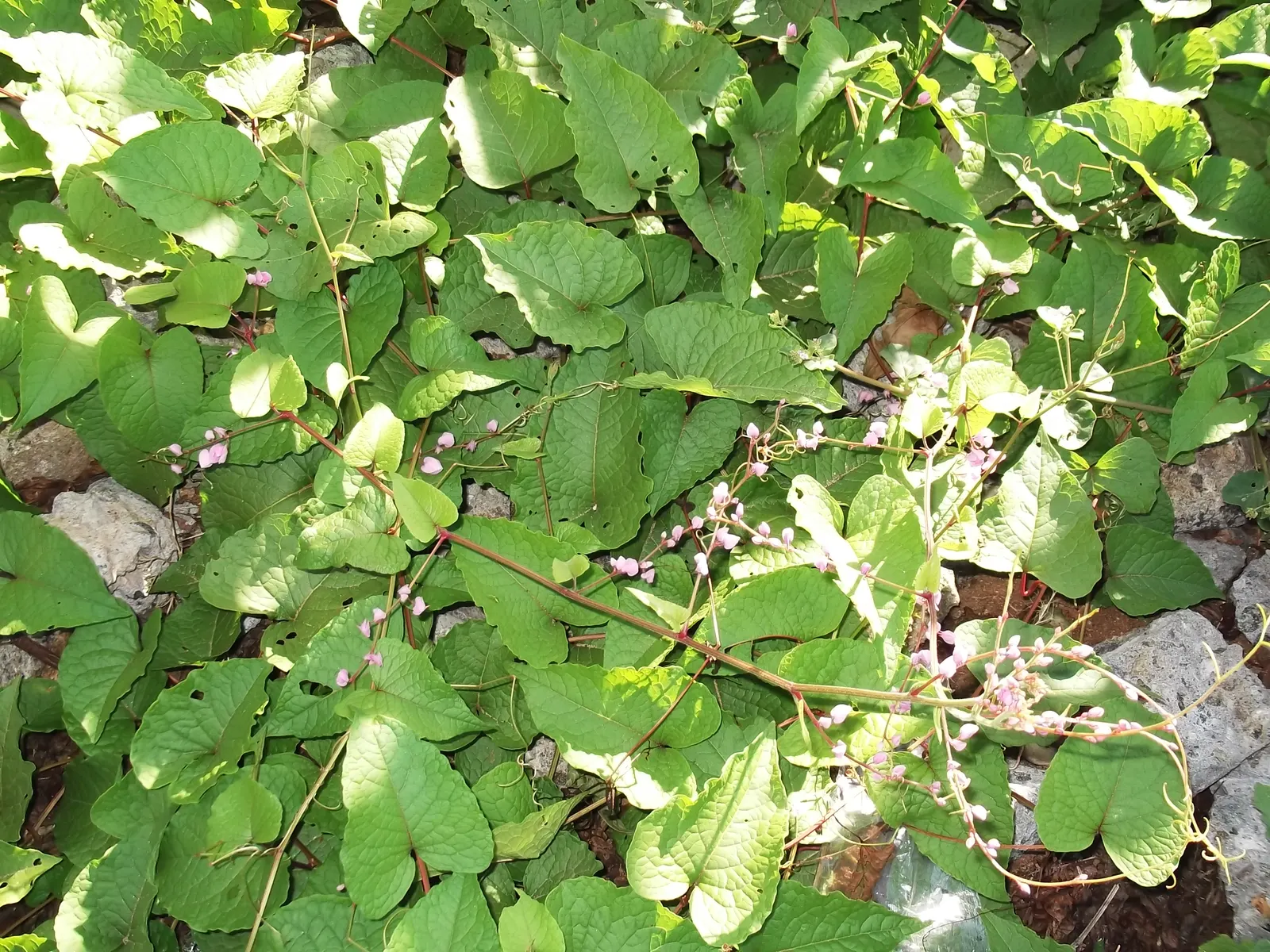 Coral Vine, Queen's Wreath (Antigonon Leptopus) — which can reach lengths of 6 inches; commonly known as Coral Vine or Queen's Wreath, image 92