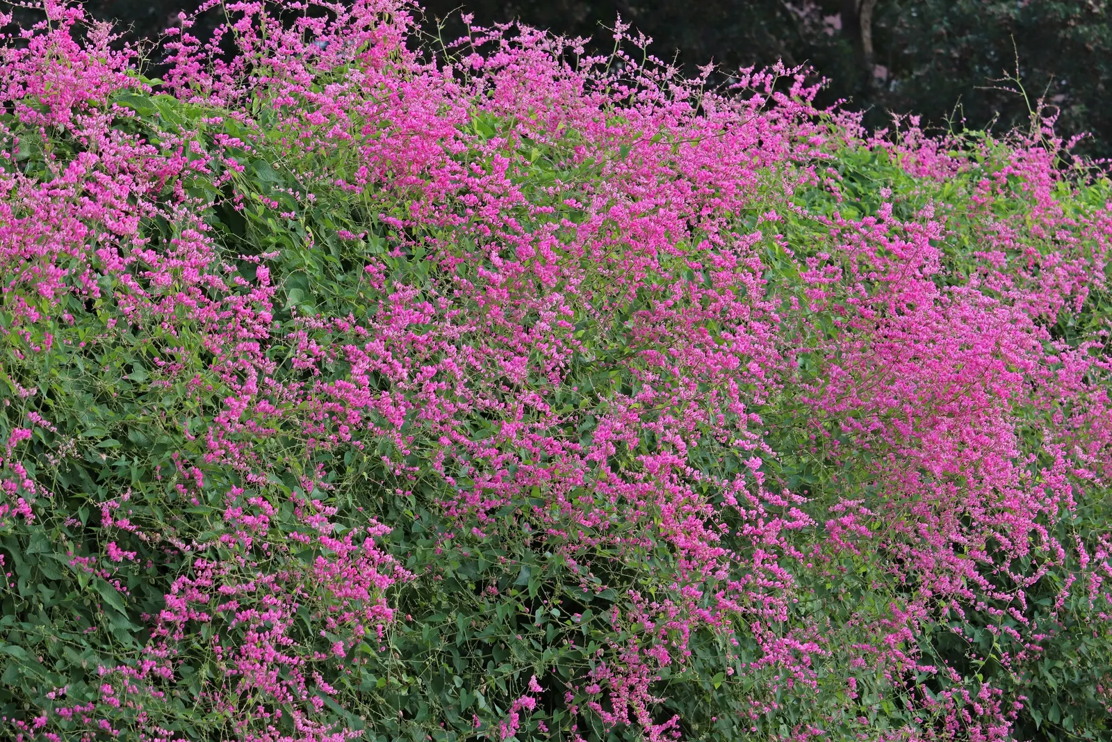 Coral Vine, Queen's Wreath (Antigonon Leptopus) — <br><br>Its foliage consists of heart-shaped leaves that span roughly 2 to 4 inches in width; is a flowering