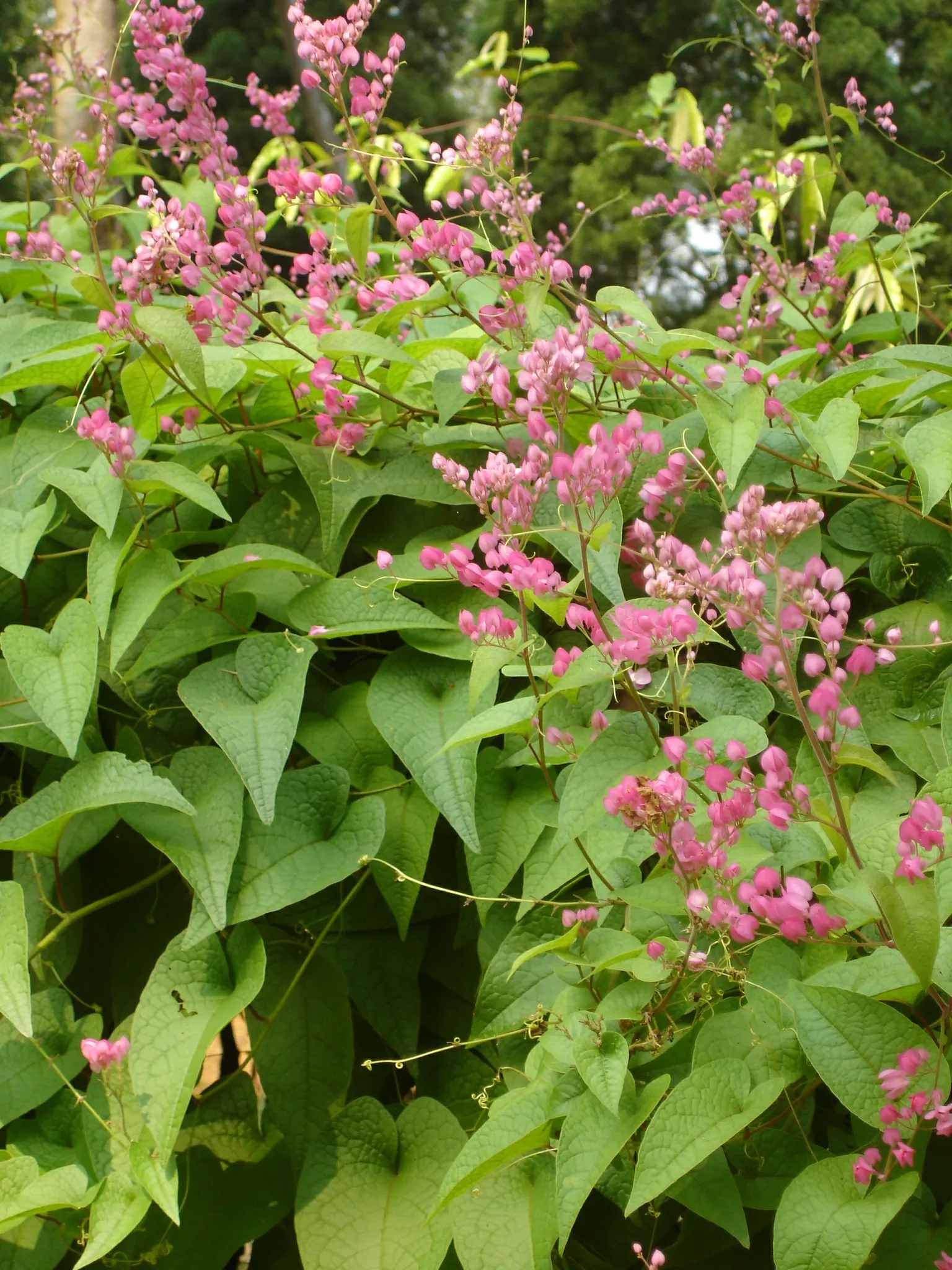 Coral Vine, Queen's Wreath (Antigonon Leptopus) — fast-growing perennial climber; offering a lush backdrop for the chains of papery flowers, image 62