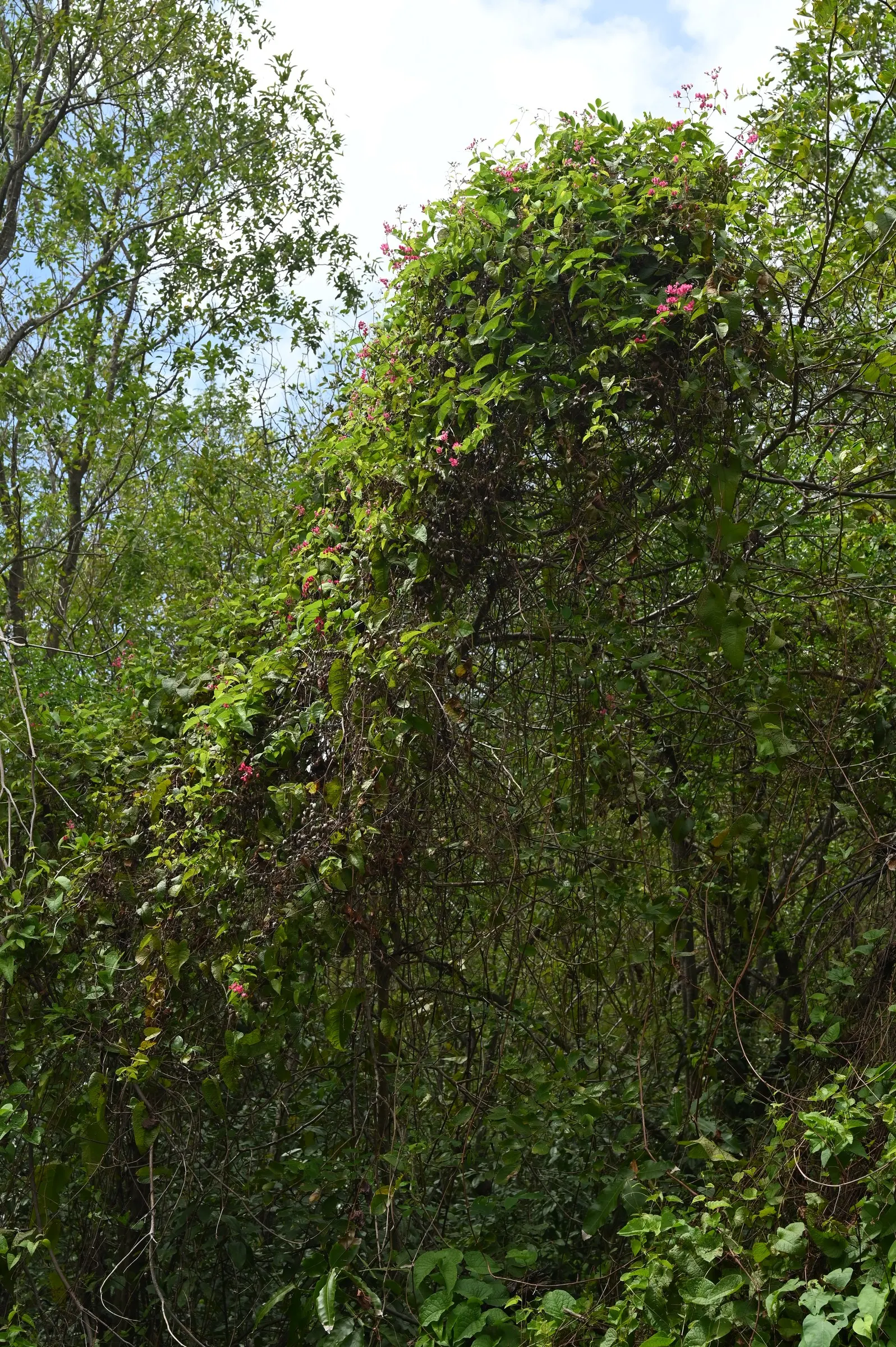 Coral Vine, Queen's Wreath (Antigonon Leptopus) — also heralded as Queen's Wreath or scientifically named Antigonon leptopus; vine with pink blooms, image 66