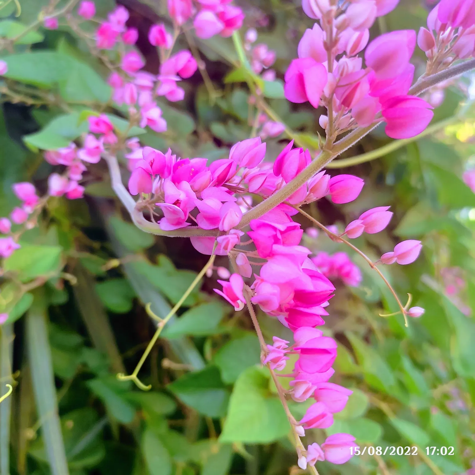 Coral Vine, Queen's Wreath (Antigonon Leptopus) — with the ability to extend up to 40 feet in length at maturity; vine for full, image 89