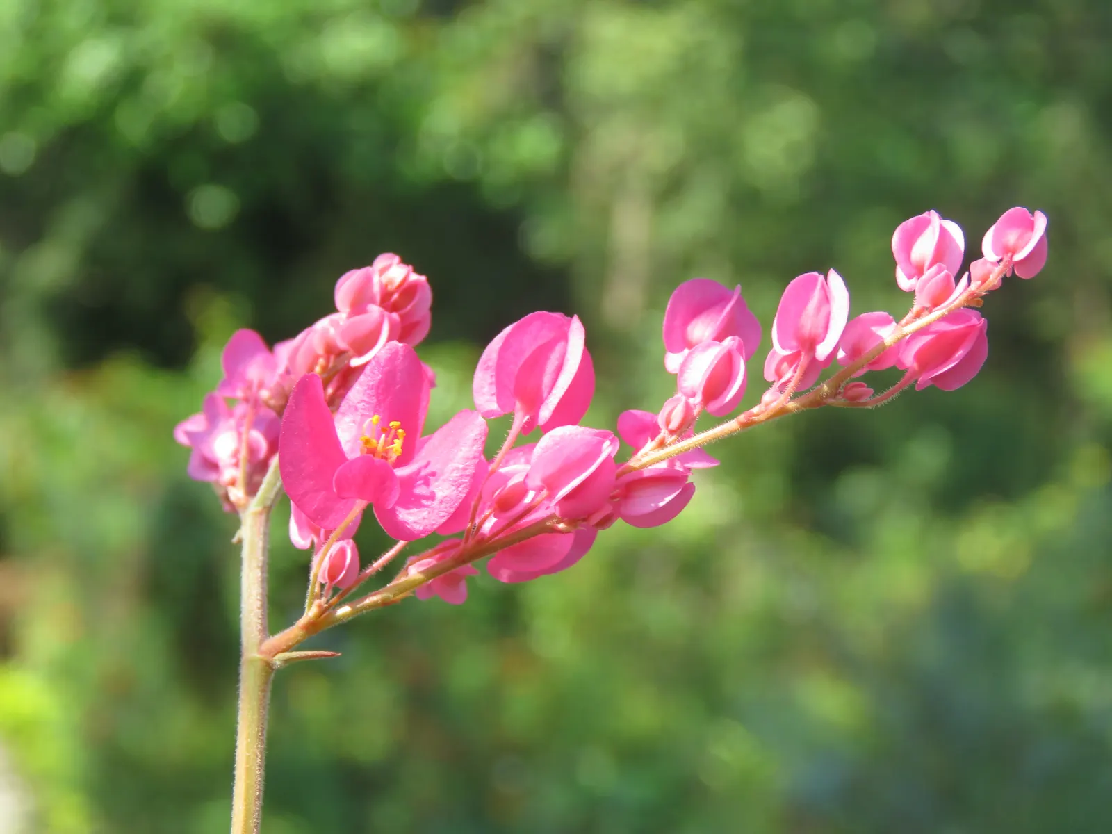 Coral Vine, Queen's Wreath (Antigonon Leptopus) — pink flowers in the garden; typically reaching heights of 30-40 feet with a spread of 5-6 feet