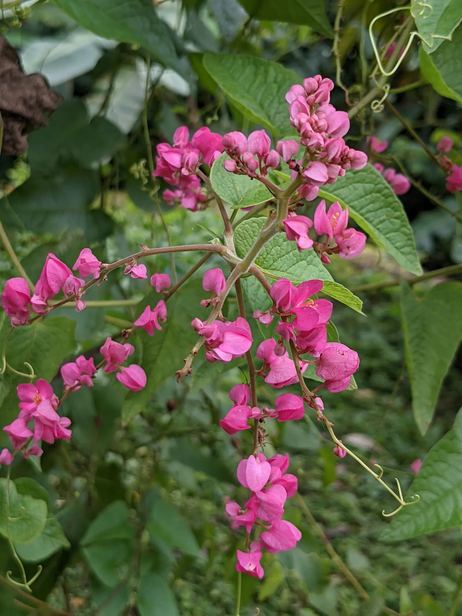 Coral Vine, Queen's Wreath (Antigonon Leptopus) — pink flowers in the garden