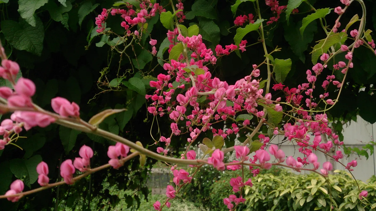 Coral Vine, Queen's Wreath (Antigonon Leptopus) — Typically reaching heights of 30-40 feet with a spread of 5-6 feet; pink flowers in the garden, image 43