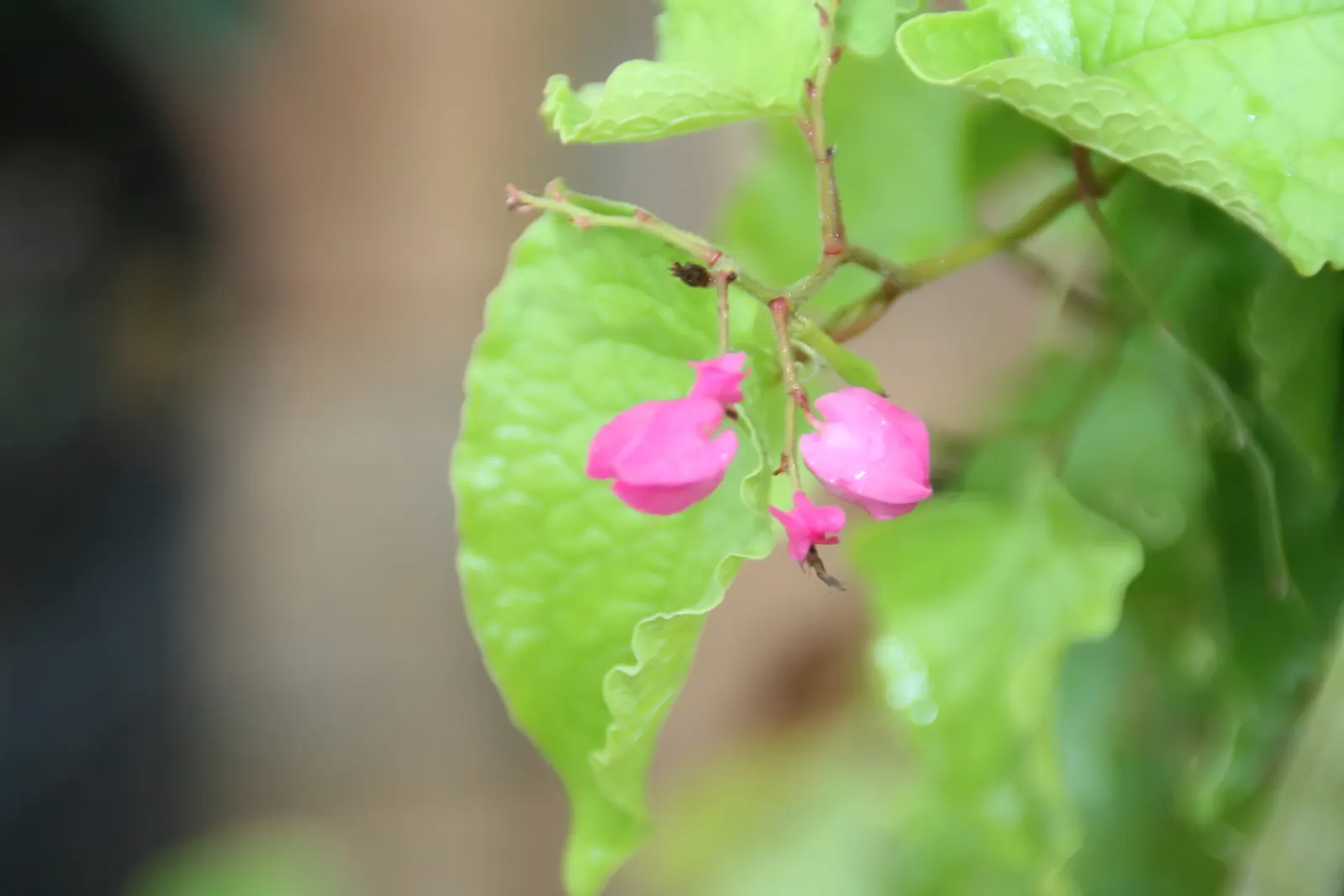 Coral Vine, Queen's Wreath (Antigonon Leptopus) — vine for full; antigonon leptopus is a splendid addition to a diverse landscaped setting, image 80