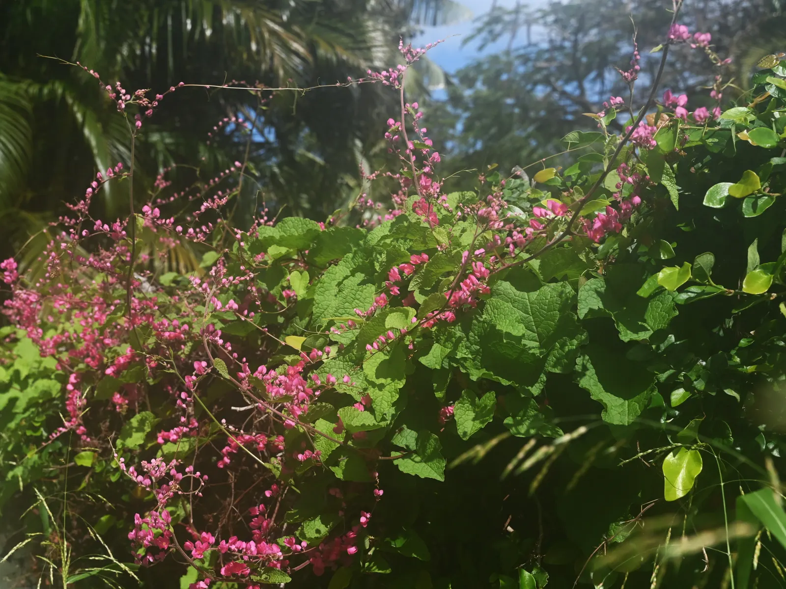 Coral Vine, Queen's Wreath (Antigonon Leptopus) — Ideal for adding vertical interest and a splash of color to arbors or fences; which can reach, image 85