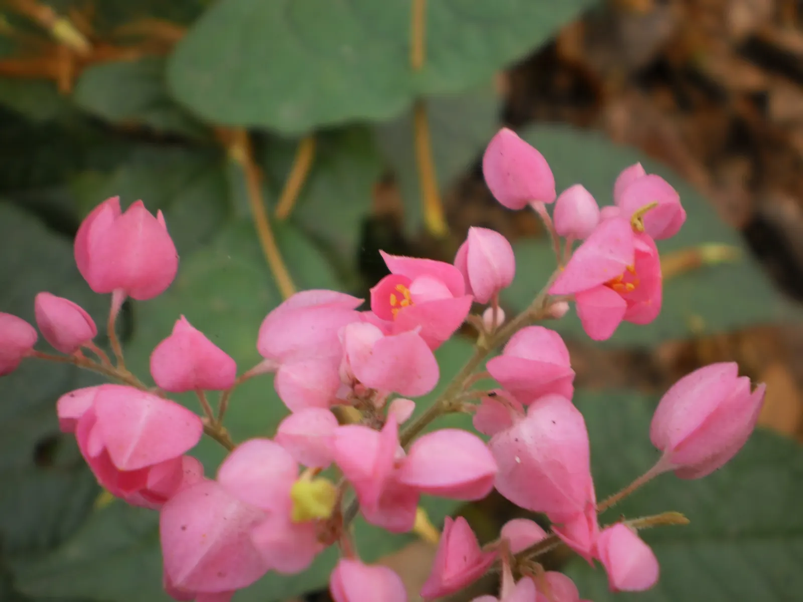 Coral Vine, Queen's Wreath (Antigonon Leptopus) — vine for full; antigonon leptopus is a splendid addition to a diverse landscaped setting, image 100