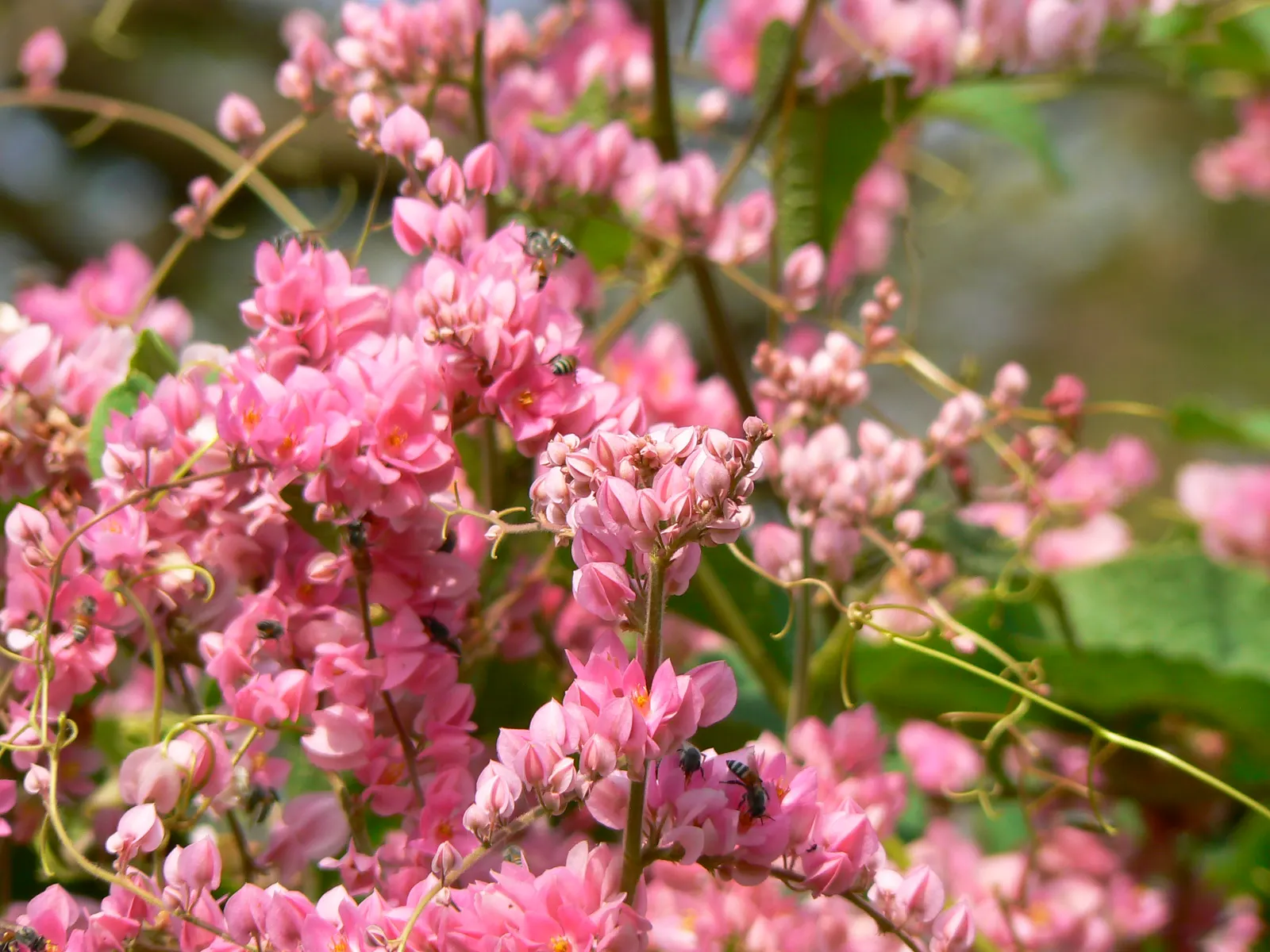 Coral Vine, Queen's Wreath (Antigonon Leptopus) — Blooming prolifically from summer until the first frost; for maintenance, minimal pruning is, image 94