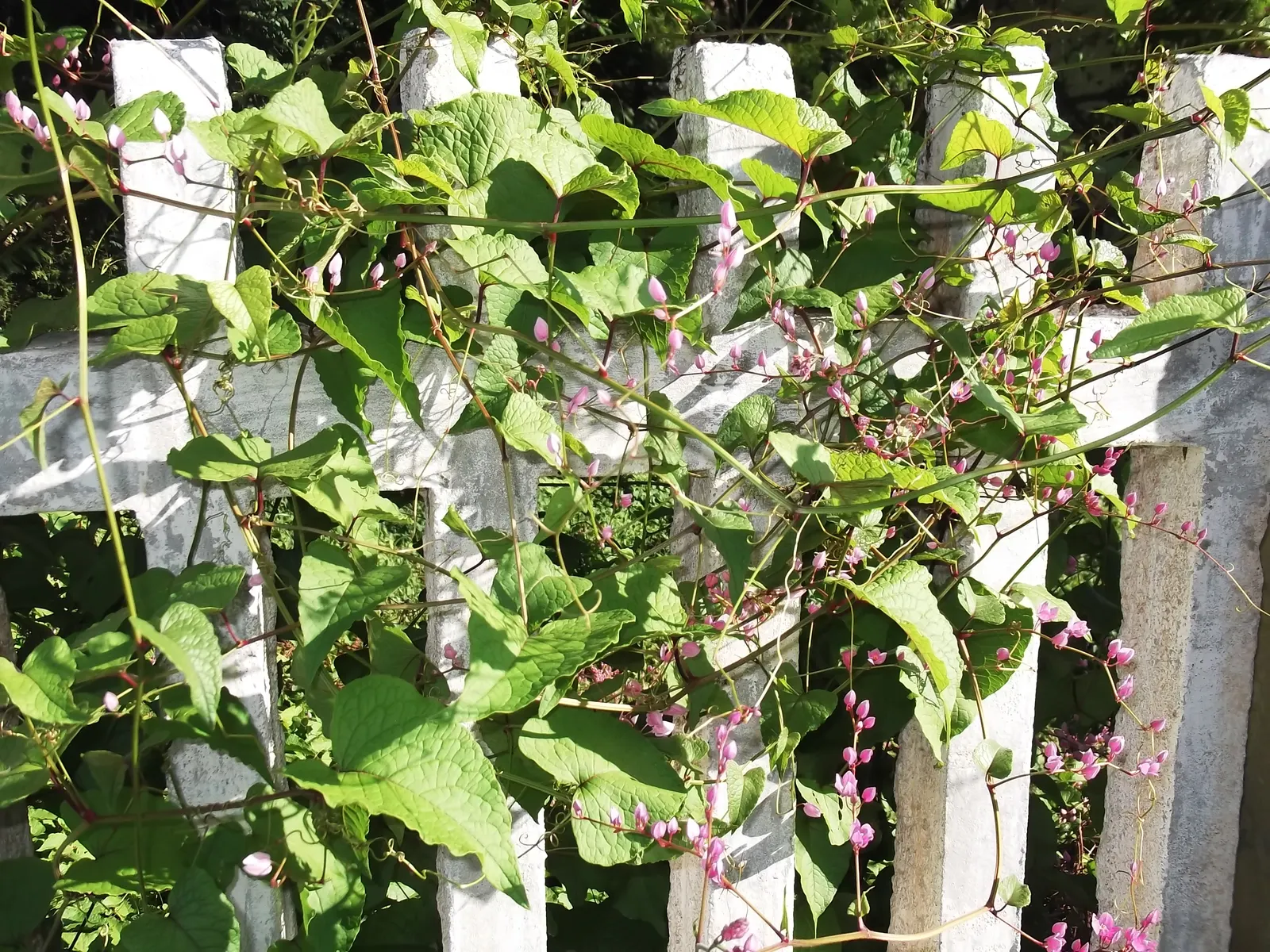 Coral Vine, Queen's Wreath (Antigonon Leptopus) — Typically reaching heights of 30-40 feet with a spread of 5-6 feet; pink flowers in the garden, image 63