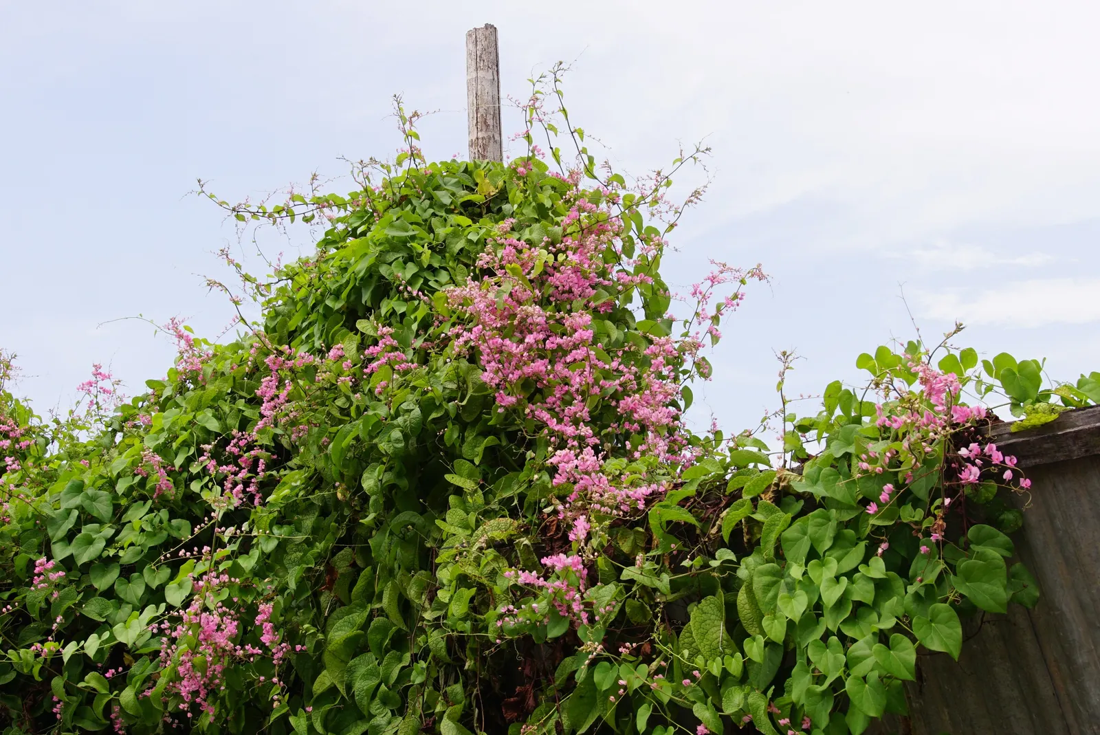 Coral Vine, Queen's Wreath (Antigonon Leptopus) — fast-growing perennial climber; offering a lush backdrop for the chains of papery flowers, image 42
