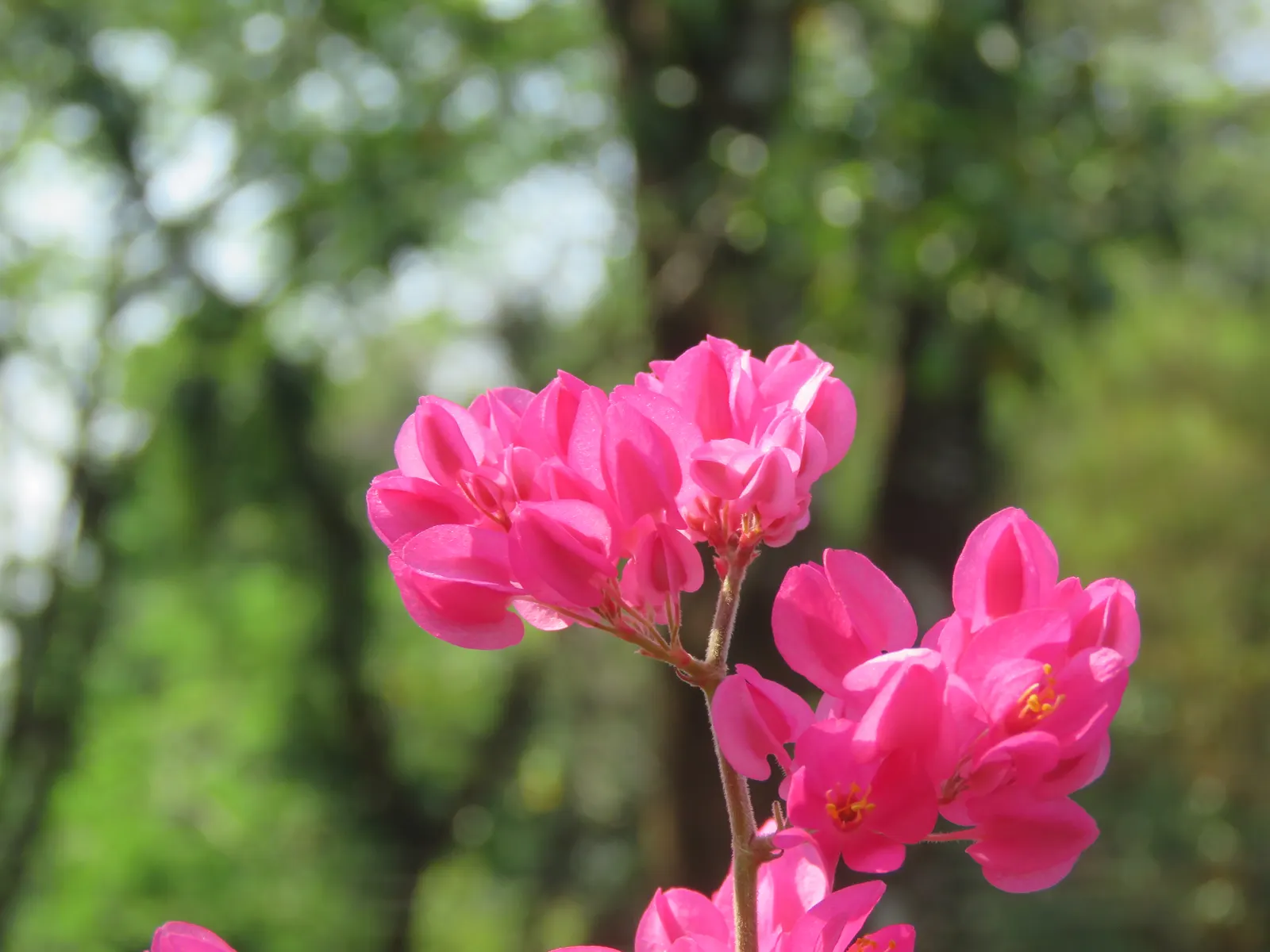 Coral Vine, Queen's Wreath (Antigonon Leptopus) — is a flowering perennial vine that produces a flamboyant display of vivid; also heralded as, image 47