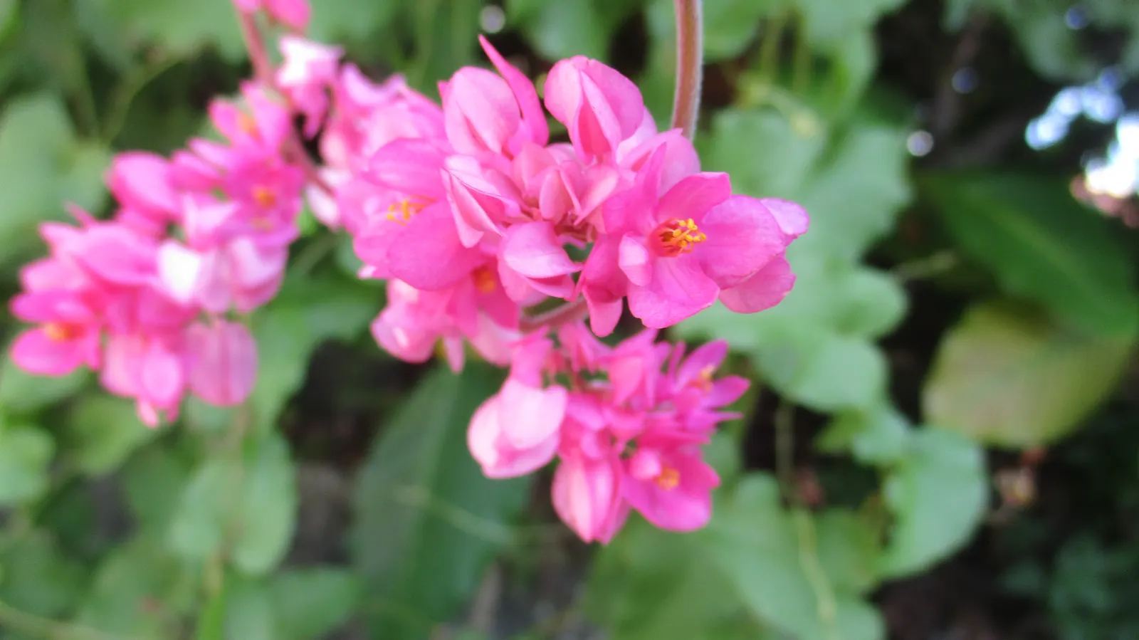 Coral Vine, Queen's Wreath (Antigonon Leptopus) — Ideal for adding vertical interest and a splash of color to arbors or fences; which can reach lengths of 6
