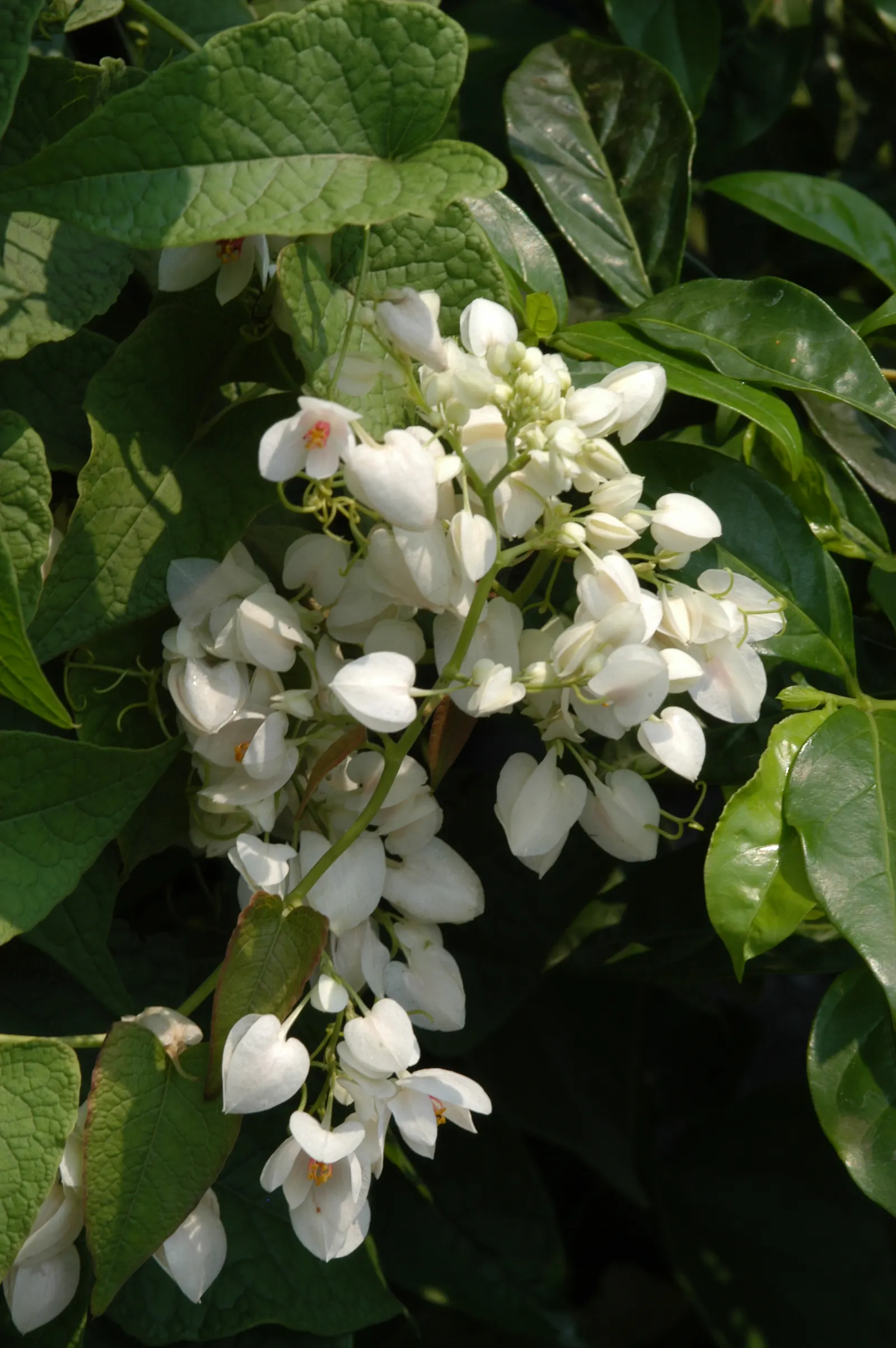 Coral Vine, Queen's Wreath (Antigonon Leptopus) — is a flowering perennial vine that produces a flamboyant display of vivid; also heralded as, image 67