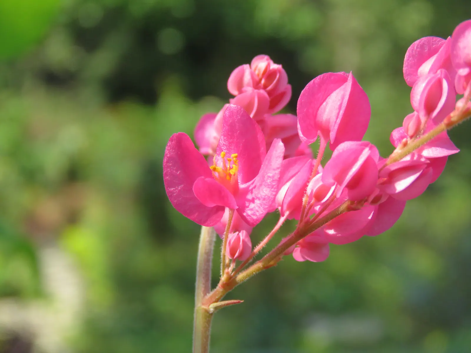Coral Vine, Queen's Wreath (Antigonon Leptopus) — Blooming prolifically from summer until the first frost; for maintenance, minimal pruning is needed other