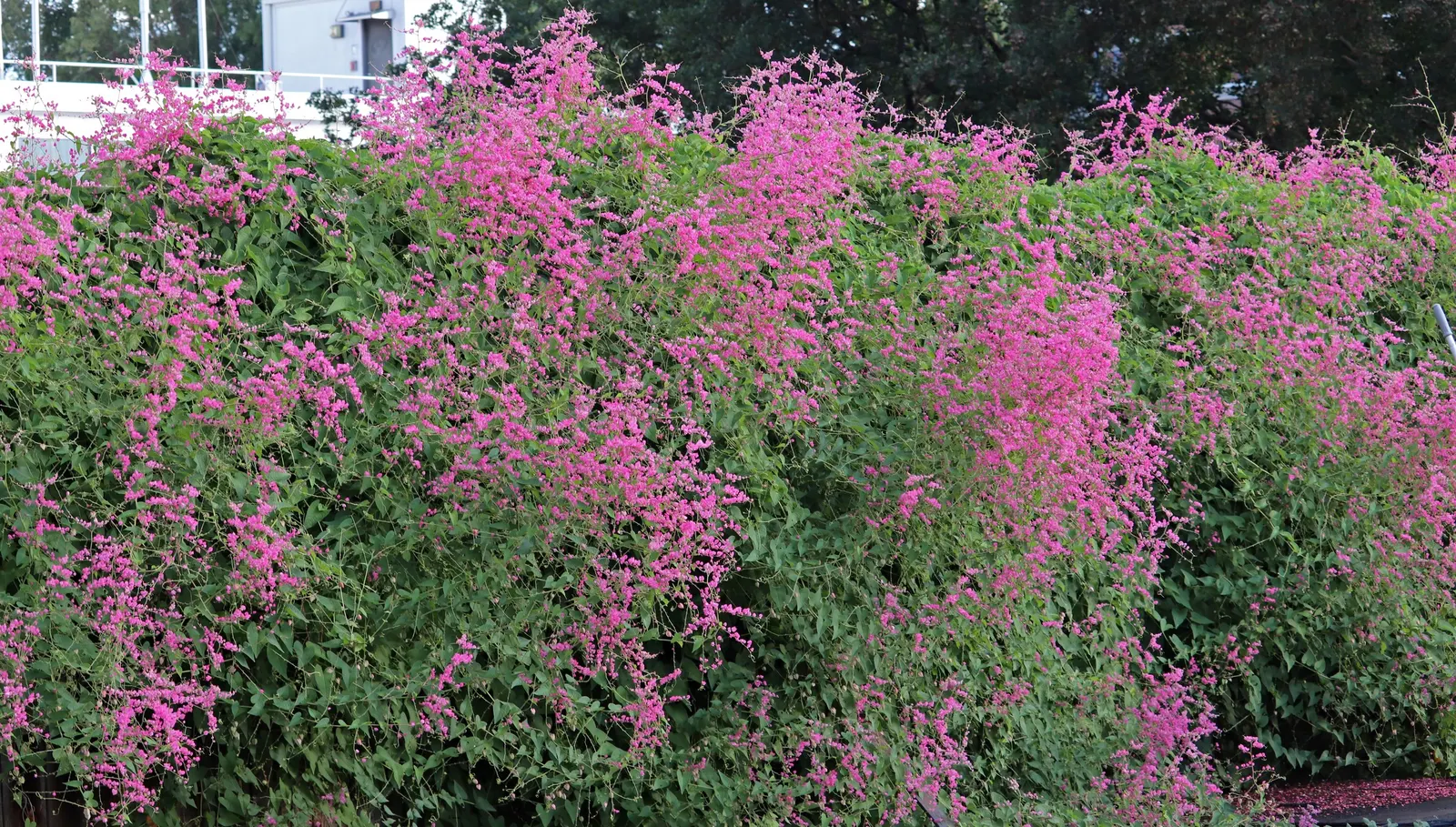 Coral Vine, Queen's Wreath (Antigonon Leptopus) — With its combination of striking color and resilience
