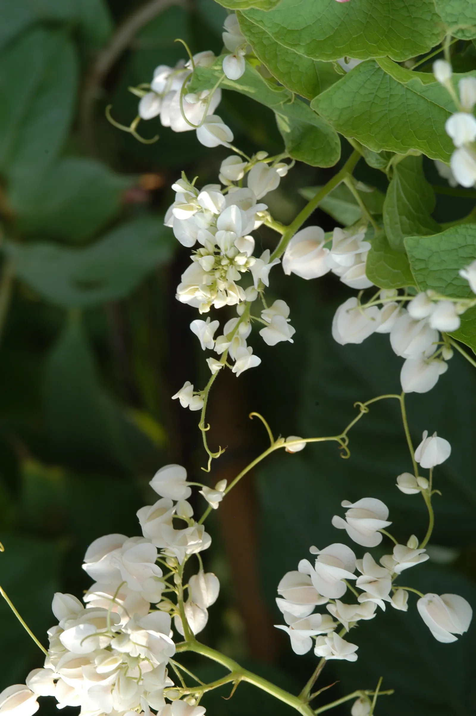 Coral Vine, Queen's Wreath (Antigonon Leptopus) — Blooming prolifically from summer until the first frost; for maintenance, minimal pruning is, image 74