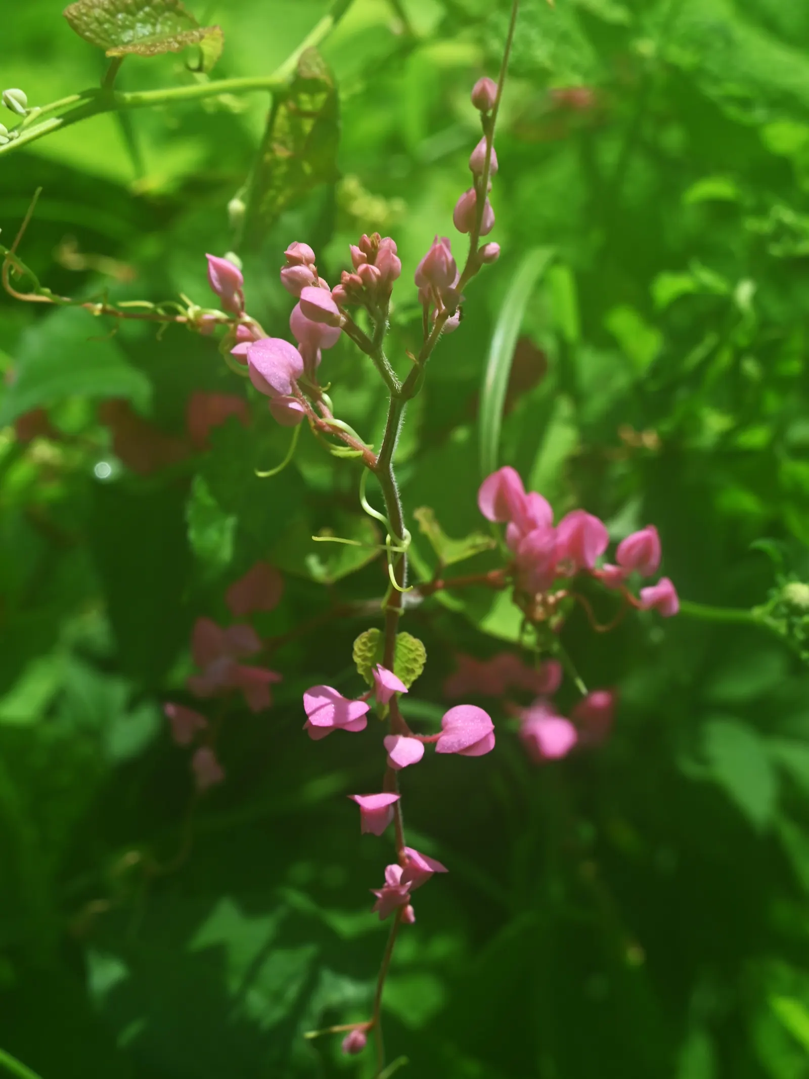 Coral Vine, Queen's Wreath (Antigonon Leptopus) — which can reach lengths of 6 inches; commonly known as Coral Vine or Queen's Wreath, image 72