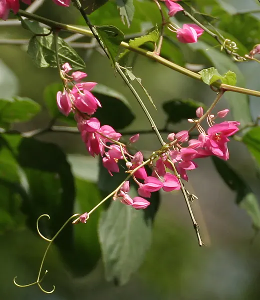 Coral Vine, Queen's Wreath (Antigonon Leptopus) — this ornamental vine thrives in USDA zones 9 through 11 and is noted for its rapid growth; adding, image 48