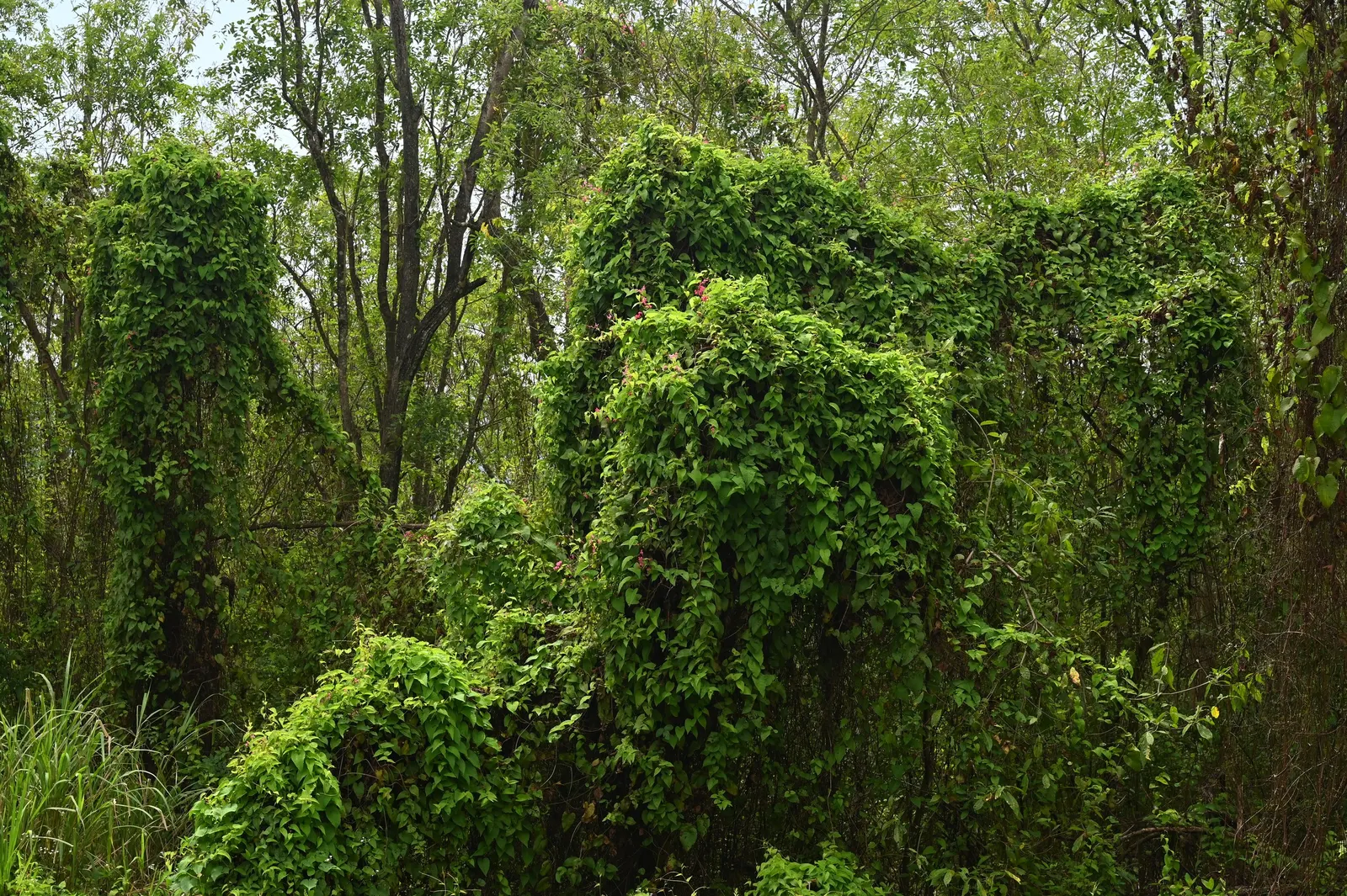 Coral Vine, Queen's Wreath (Antigonon Leptopus) — adding a dynamic element to any landscape; this ornamental vine thrives in USDA zones 9 through, image 93