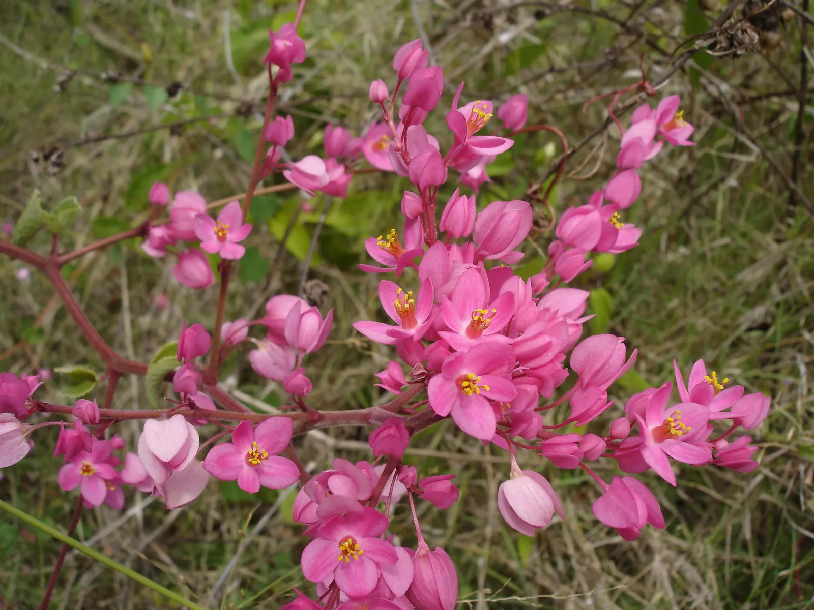 Coral Vine, Queen's Wreath (Antigonon Leptopus) — adding a dynamic element to any landscape; this ornamental vine thrives in USDA zones 9 through, image 53