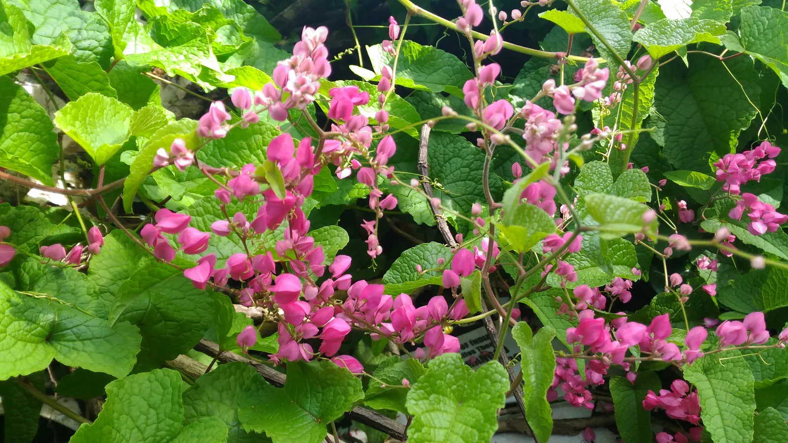 Coral Vine, Queen's Wreath (Antigonon Leptopus) — it flourishes in well-drained soil and is drought tolerant once established; ideal for adding vertical