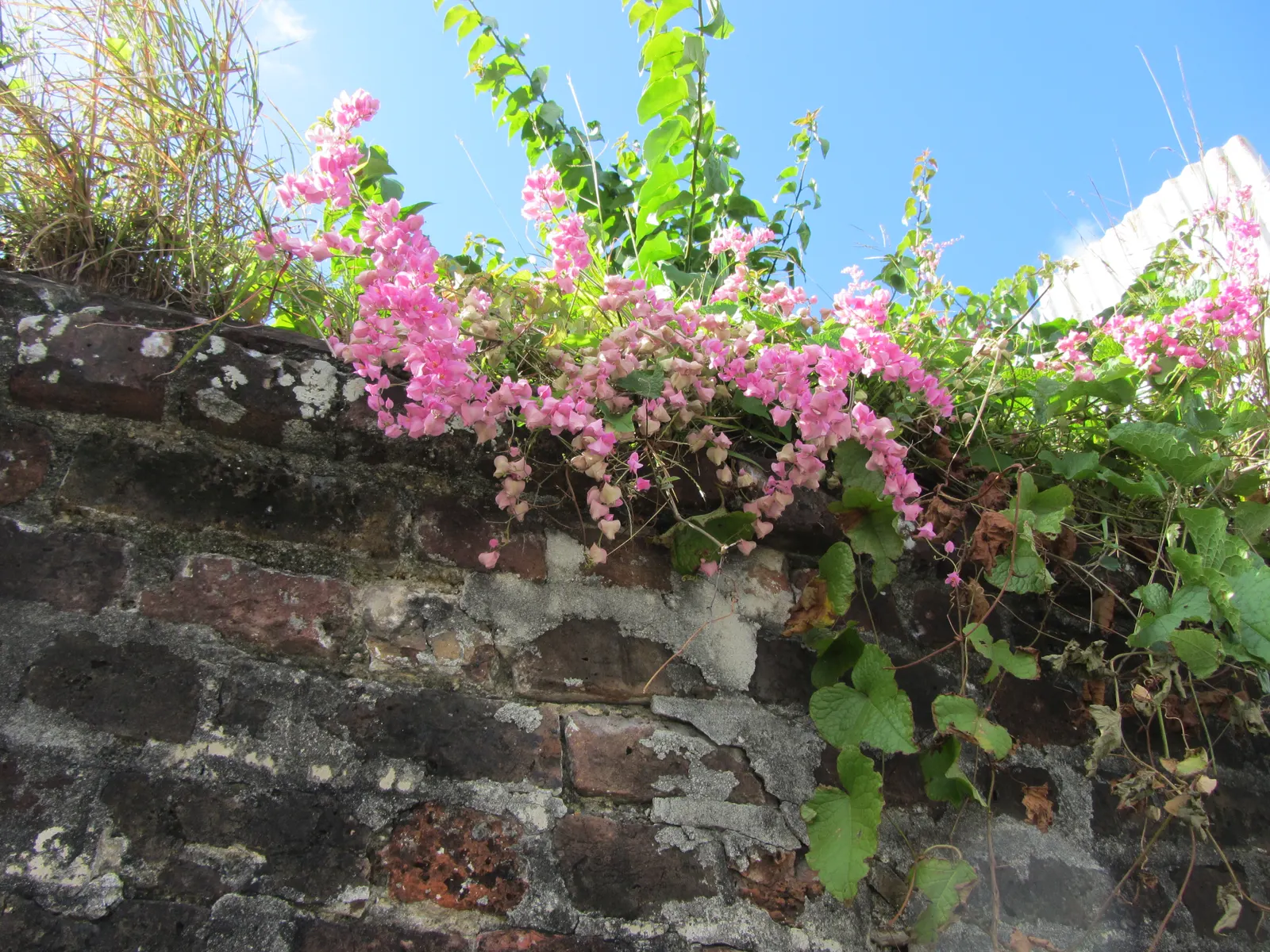 Coral Vine, Queen's Wreath (Antigonon Leptopus) — offering a lush backdrop for the chains of papery flowers; blooming prolifically from summer until the first