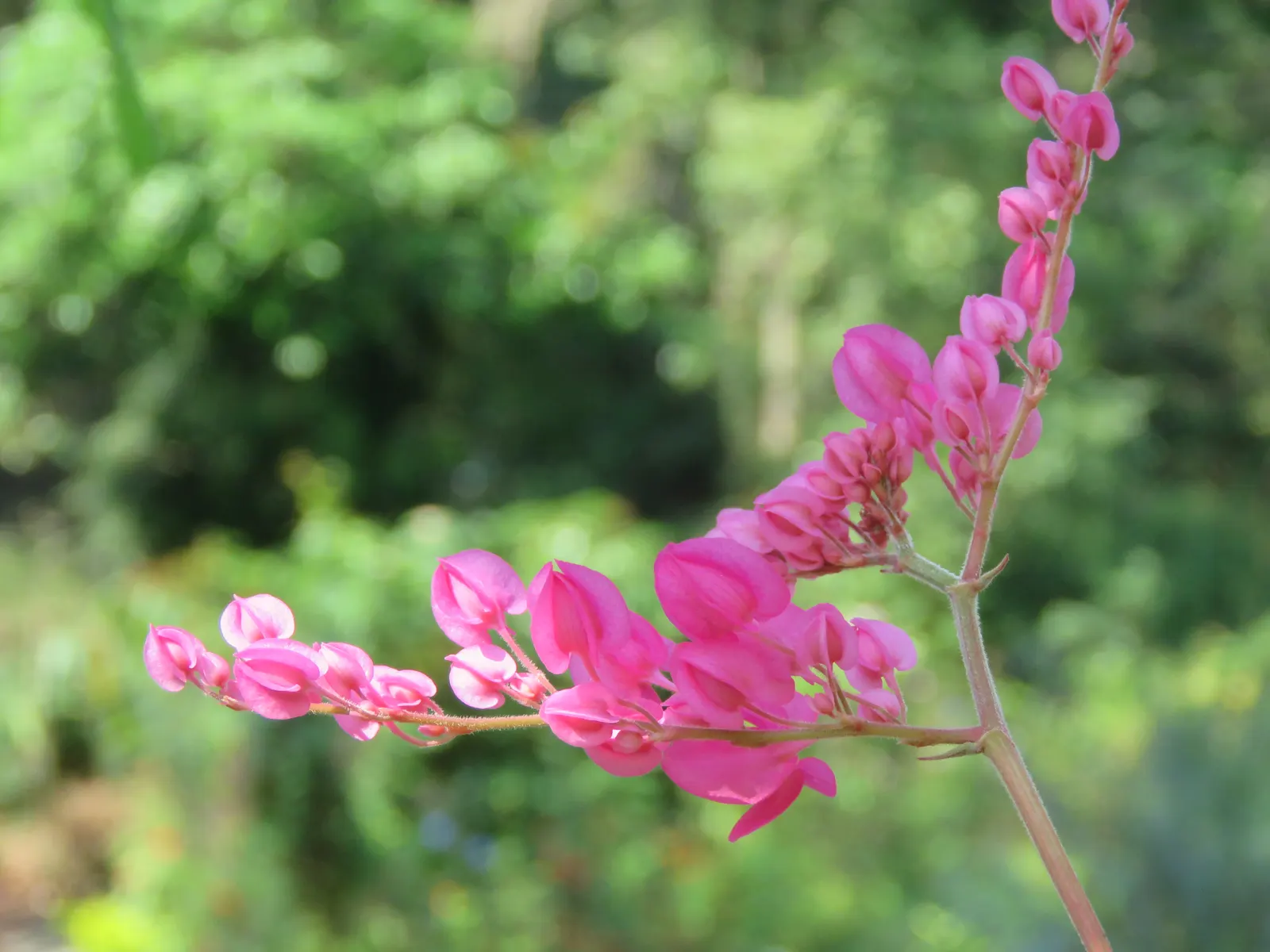 Coral Vine, Queen's Wreath (Antigonon Leptopus) — vine for full; antigonon leptopus is a splendid addition to a diverse landscaped setting