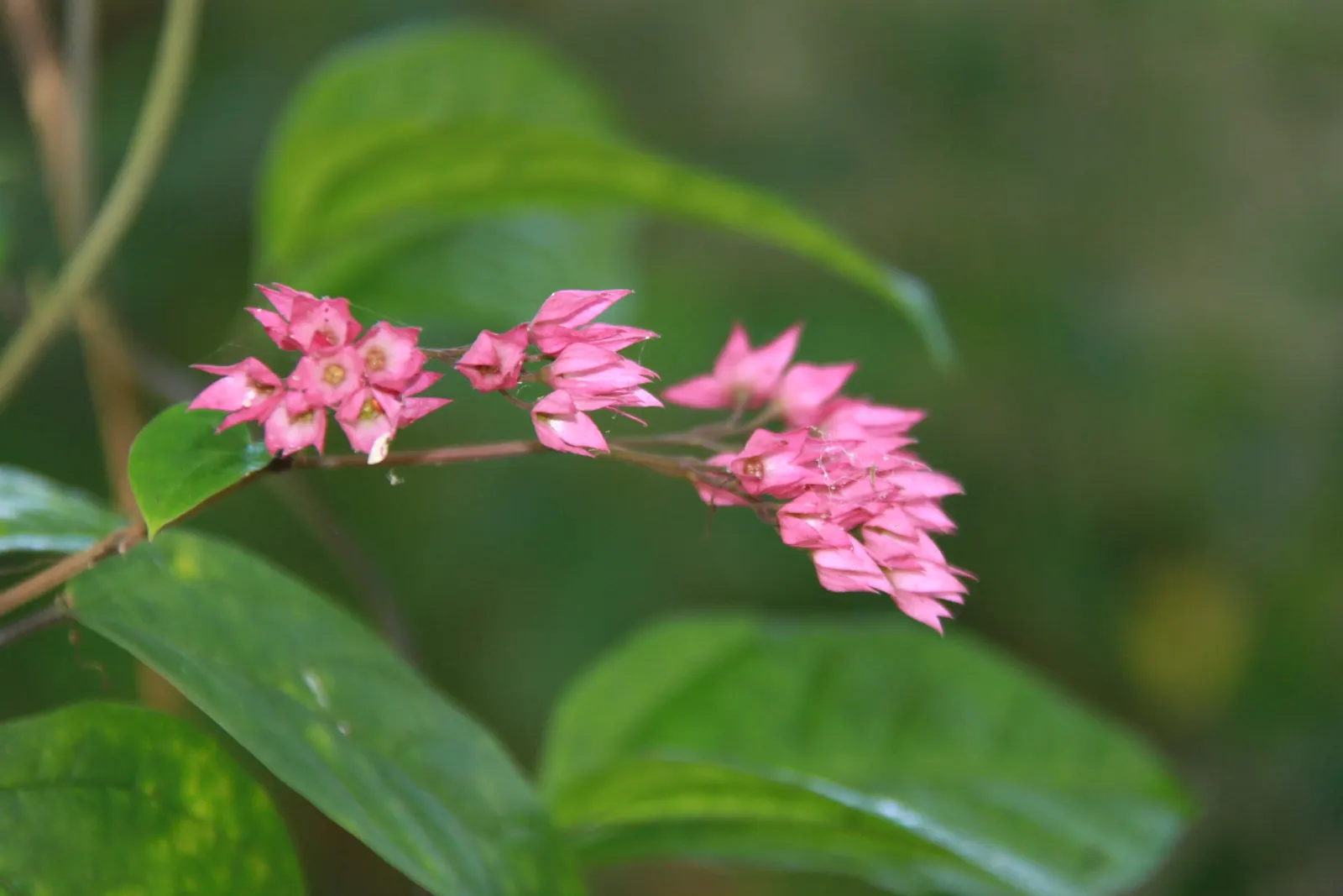 Coral Vine, Queen's Wreath (Antigonon Leptopus) — Blooming prolifically from summer until the first frost; for maintenance, minimal pruning is, image 54