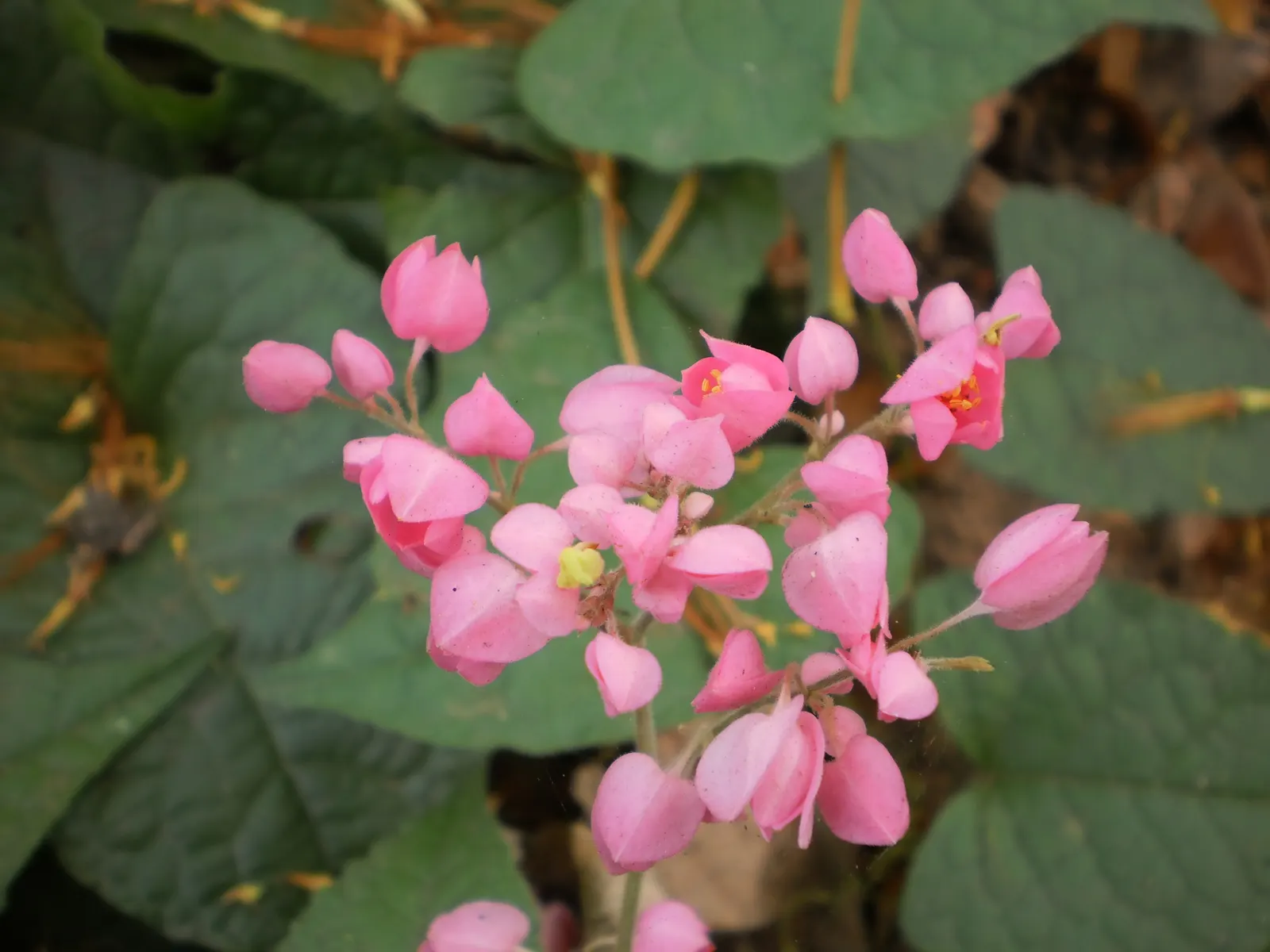 Coral Vine, Queen's Wreath (Antigonon Leptopus) — Typically reaching heights of 30-40 feet with a spread of 5-6 feet; pink flowers in the garden