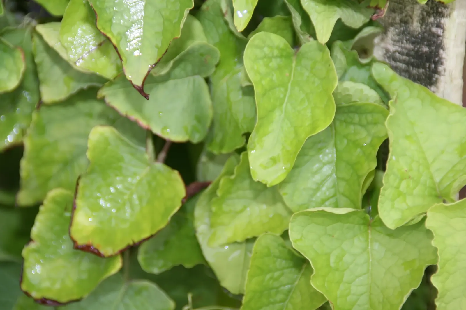 Coral Vine, Queen's Wreath (Antigonon Leptopus) — <br><br>Its foliage consists of heart-shaped leaves that span roughly 2 to 4 inches in width; is, image 90