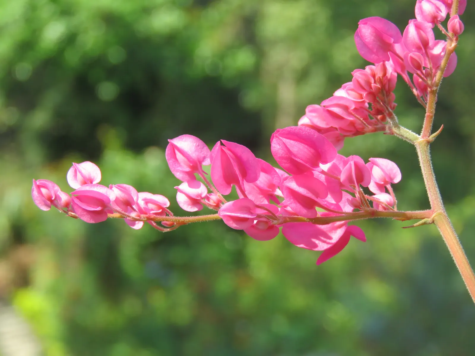 Coral Vine, Queen's Wreath (Antigonon Leptopus) — with the ability to extend up to 40 feet in length at maturity; vine for full