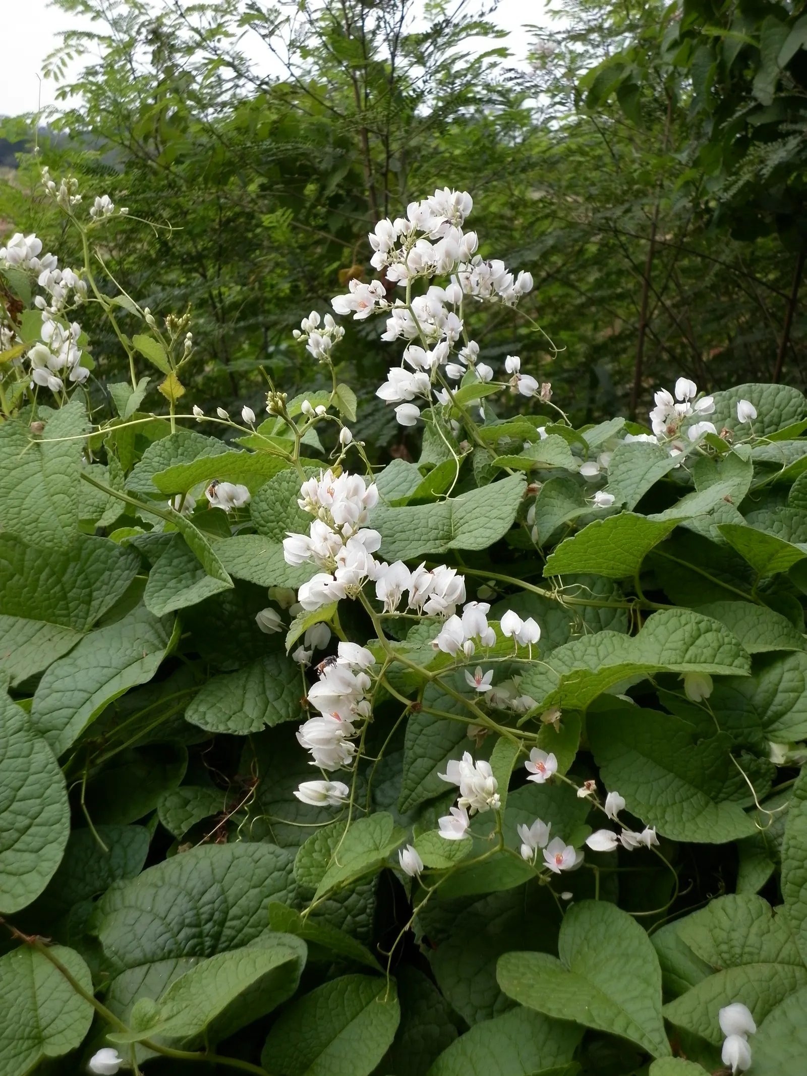 Coral Vine, Queen's Wreath (Antigonon Leptopus) — which can reach lengths of 6 inches; commonly known as Coral Vine or Queen's Wreath, image 52