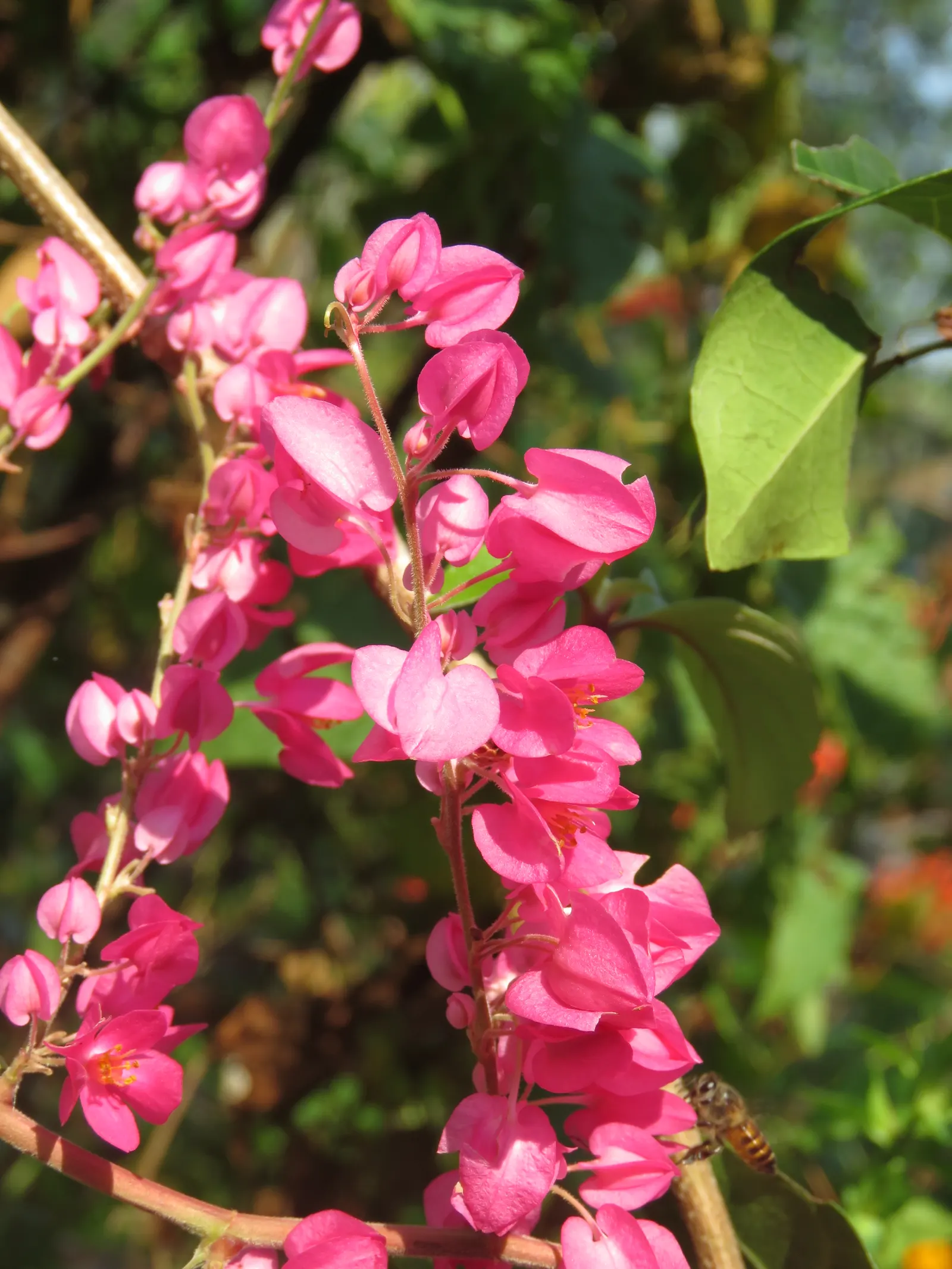 Coral Vine, Queen's Wreath (Antigonon Leptopus) — Antigonon leptopus is a splendid addition to a diverse landscaped setting; with its combination, image 57