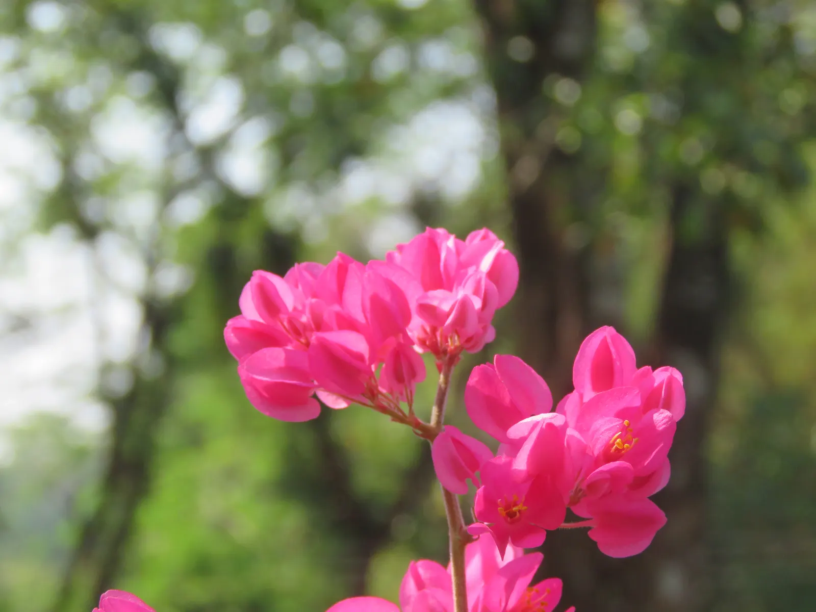 Coral Vine, Queen's Wreath (Antigonon Leptopus) — commonly known as Coral Vine or Queen's Wreath; it flourishes in well-drained soil and is drought, image 41