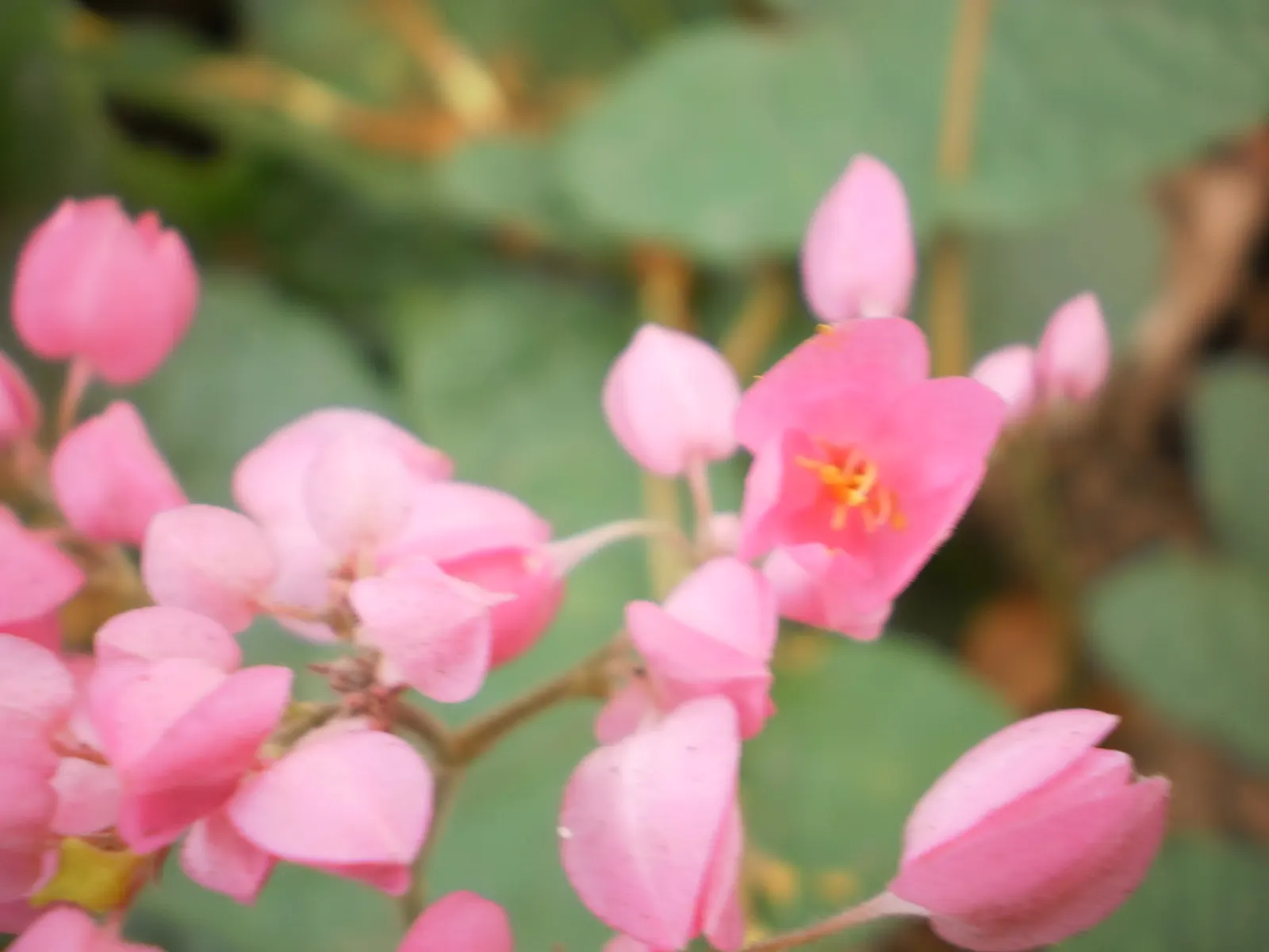 Coral Vine, Queen's Wreath (Antigonon Leptopus) — this ornamental vine thrives in USDA zones 9 through 11 and is noted for its rapid growth; adding a dynamic