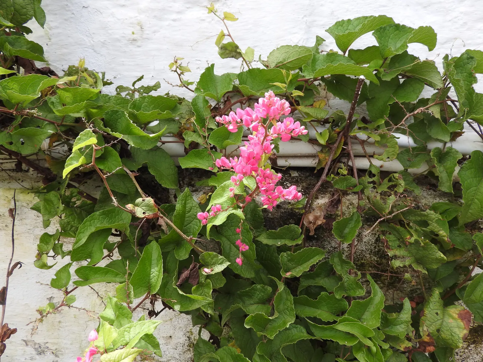 Coral Vine, Queen's Wreath (Antigonon Leptopus) — vine with pink blooms; <br><br>Its foliage consists of heart-shaped leaves that span roughly 2 to 4 inches in