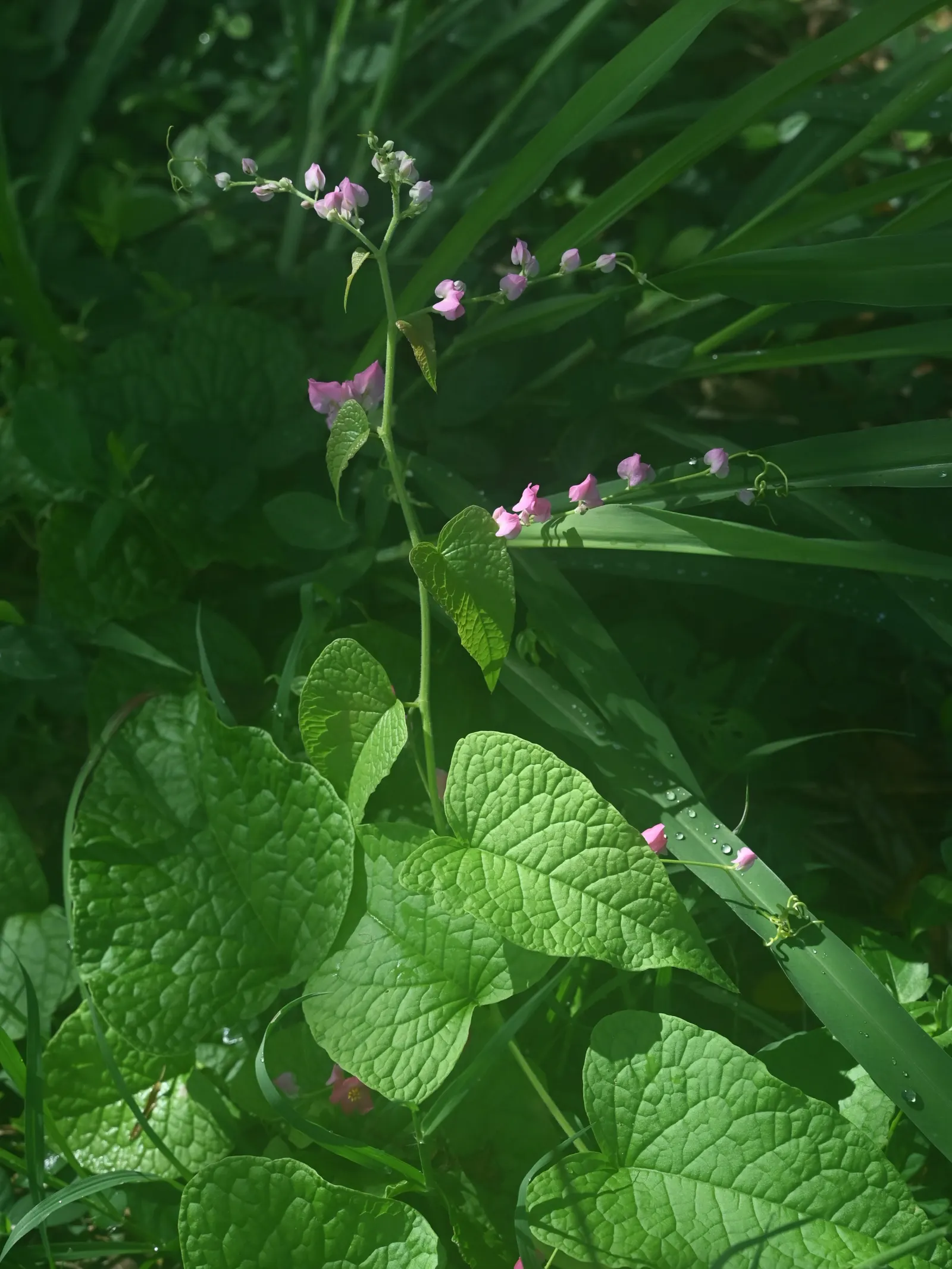 Coral Vine, Queen's Wreath (Antigonon Leptopus) — which can reach lengths of 6 inches