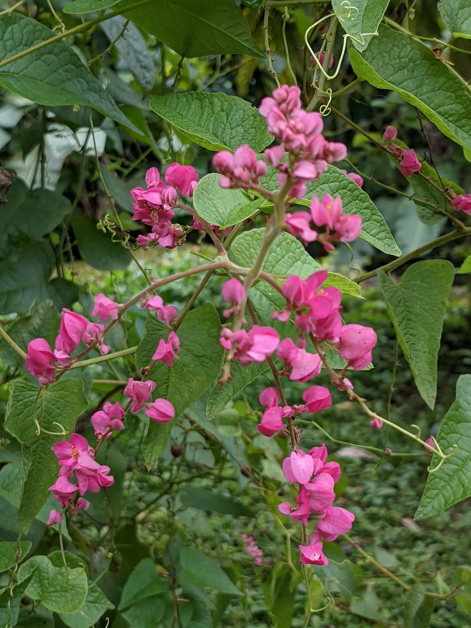 Coral Vine, Queen's Wreath (Antigonon Leptopus) — Ideal for adding vertical interest and a splash of color to arbors or fences; which can reach, image 65