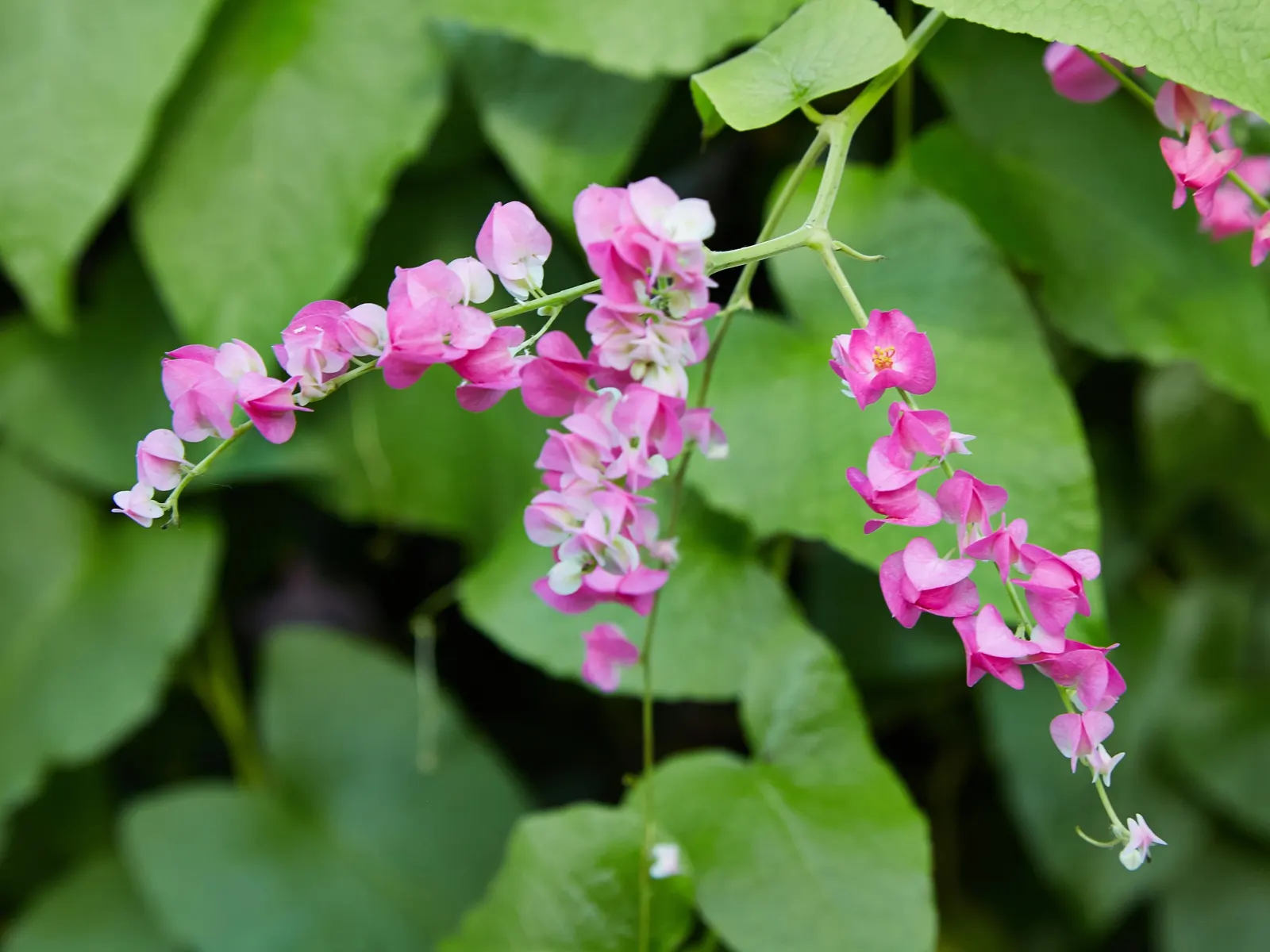 Coral Vine, Queen's Wreath (Antigonon Leptopus) — pink flowers in the garden; typically reaching heights of 30-40 feet with a spread of 5-6 feet, image 58
