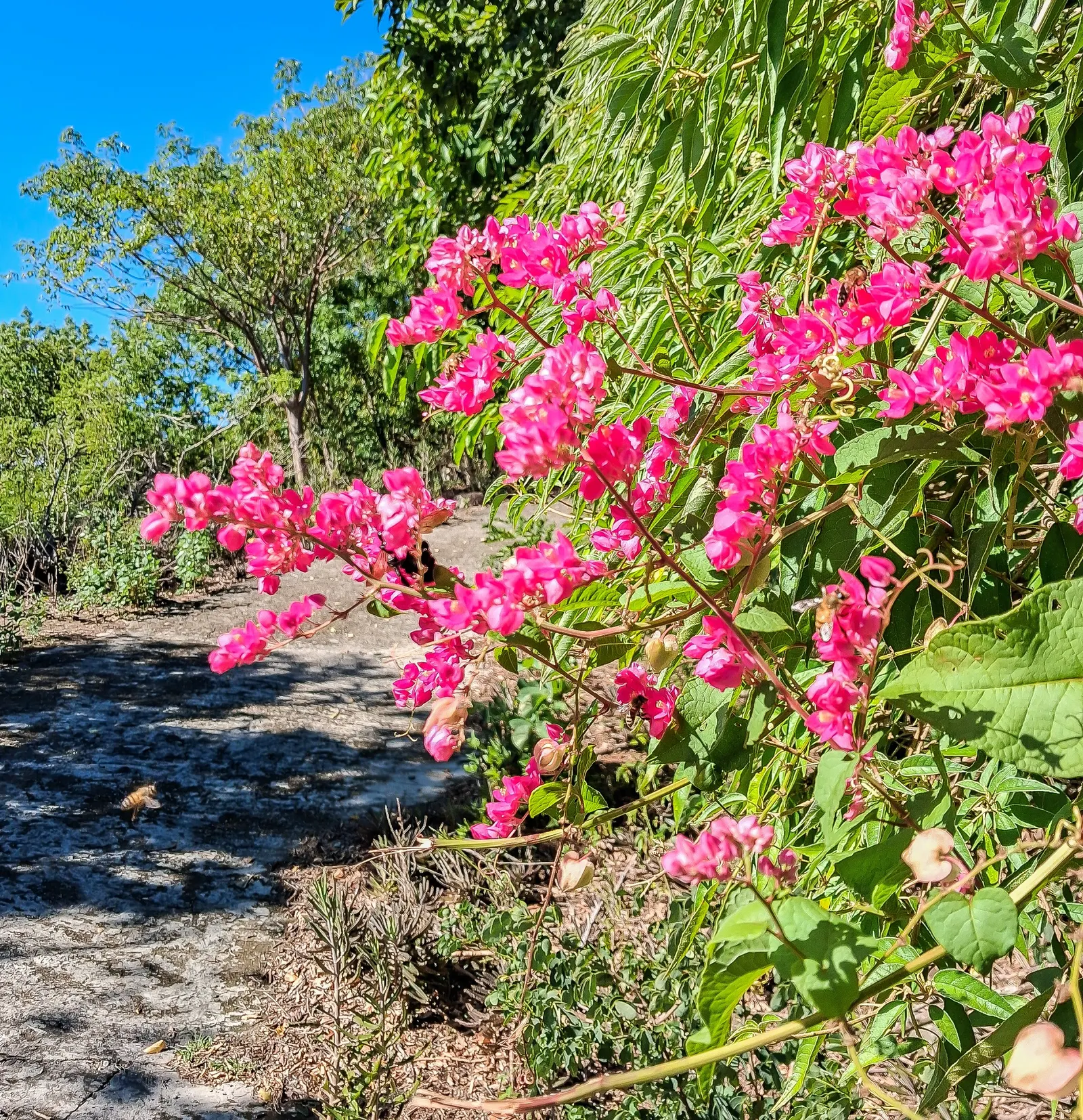 Coral Vine, Queen's Wreath (Antigonon Leptopus) — offering a lush backdrop for the chains of papery flowers; blooming prolifically from summer, image 91