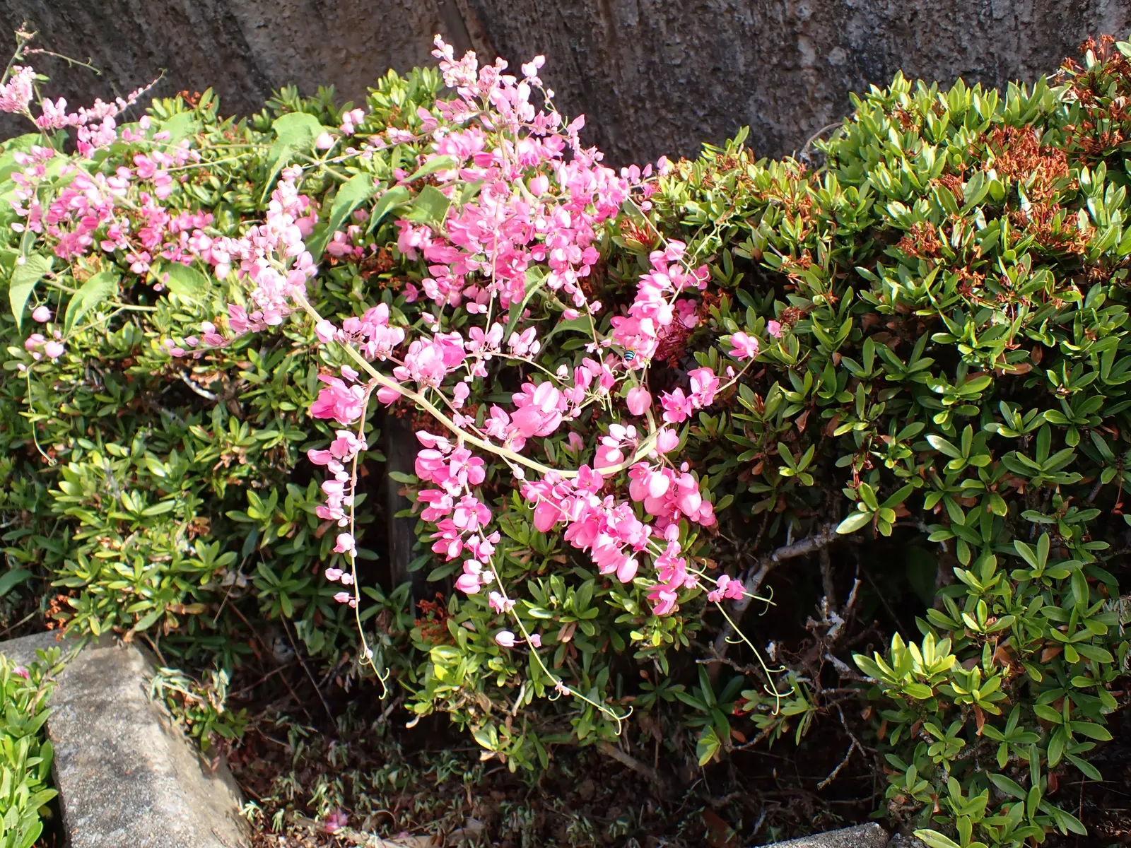 Coral Vine, Queen's Wreath (Antigonon Leptopus) — it flourishes in well-drained soil and is drought tolerant once established
