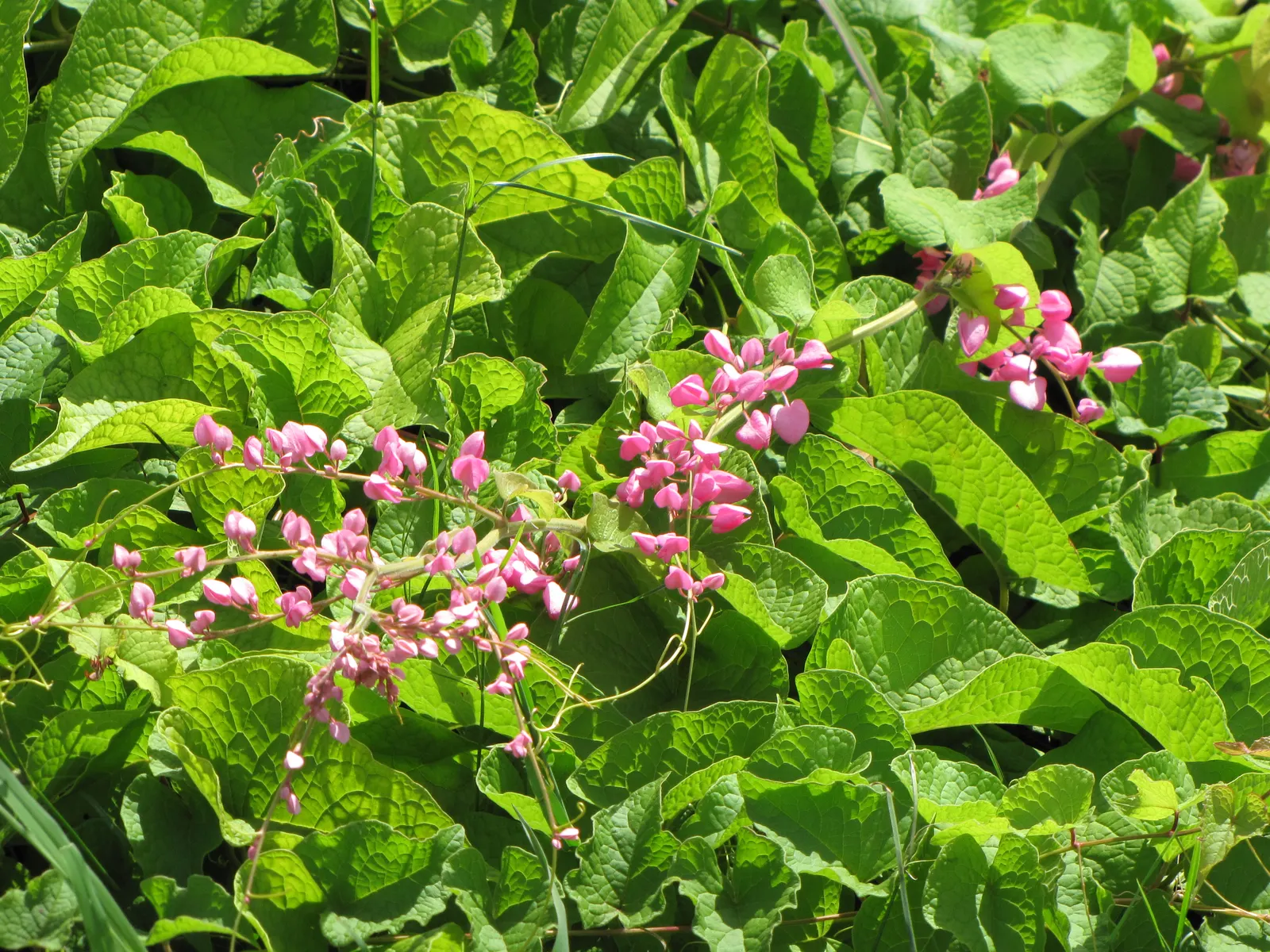 Coral Vine, Queen's Wreath (Antigonon Leptopus) — Blooming prolifically from summer until the first frost