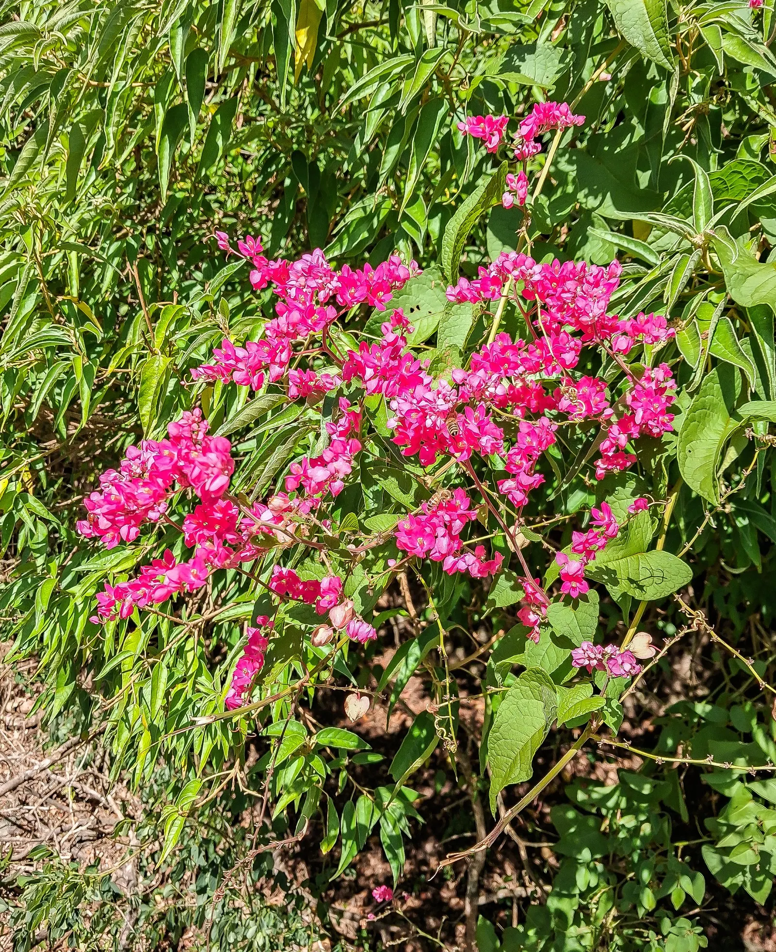 Coral Vine, Queen's Wreath (Antigonon Leptopus) — this ornamental vine thrives in USDA zones 9 through 11 and is noted for its rapid growth