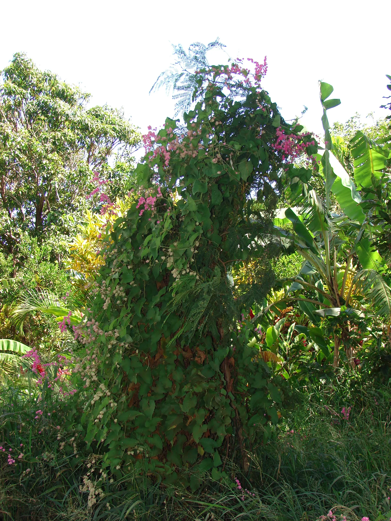 Coral Vine, Queen's Wreath (Antigonon Leptopus) — this ornamental vine thrives in USDA zones 9 through 11 and is noted for its rapid growth; adding, image 68